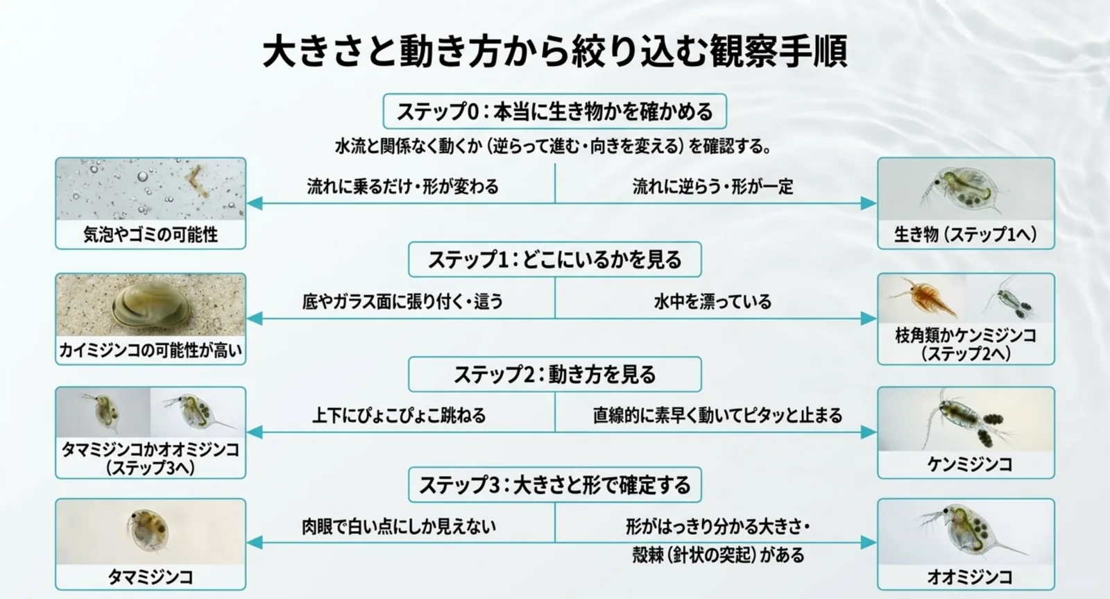 生き物かどうかの確認から場所・動き方・大きさへと進み種類を特定するフローチャートのスライド