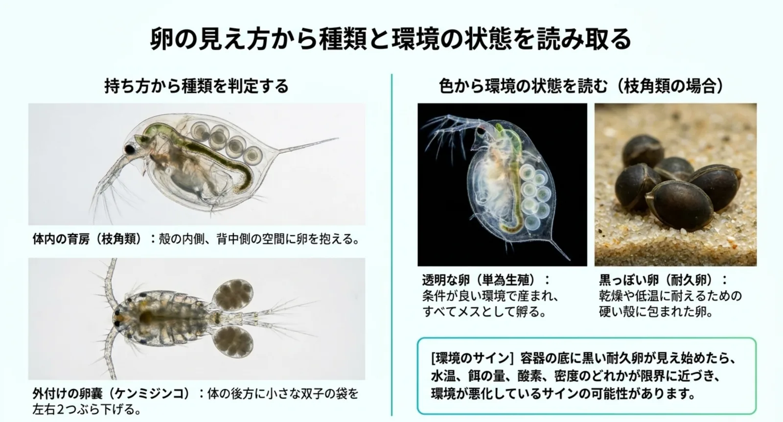 体内の育房に卵を抱える枝角類と後方に卵嚢を2つ下げるケンミジンコ、透明な卵と黒い耐久卵を比較したスライド