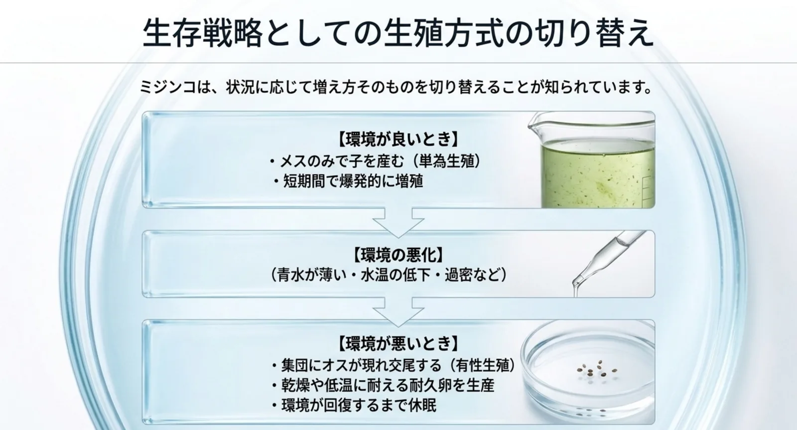 環境が良いときは単為生殖で増え、悪化するとオスが現れて有性生殖に切り替わり耐久卵を作る流れを示した図