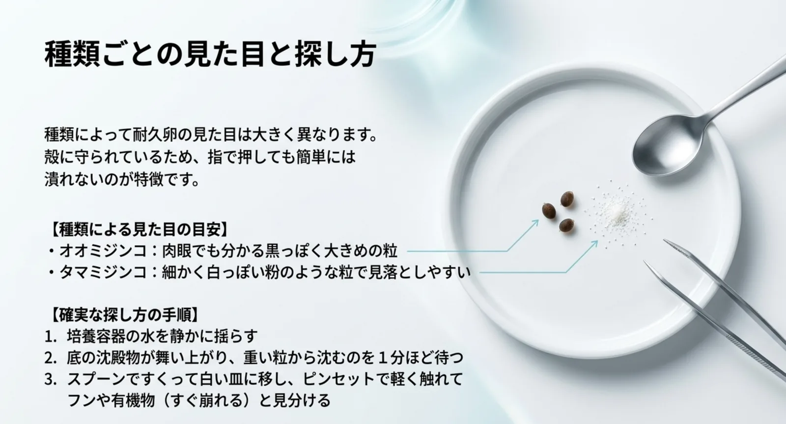 白い皿の上のオオミジンコの黒い粒とタマミジンコの白い粉状の粒を比べ、探す手順を三段階で示した図