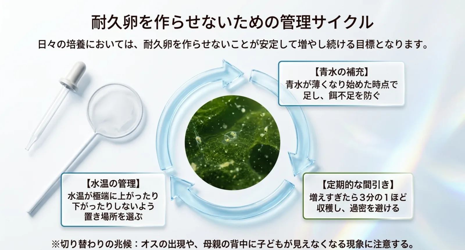 青水の補充、定期的な間引き、水温の管理を循環させて耐久卵の発生を防ぐ管理サイクルを示した図