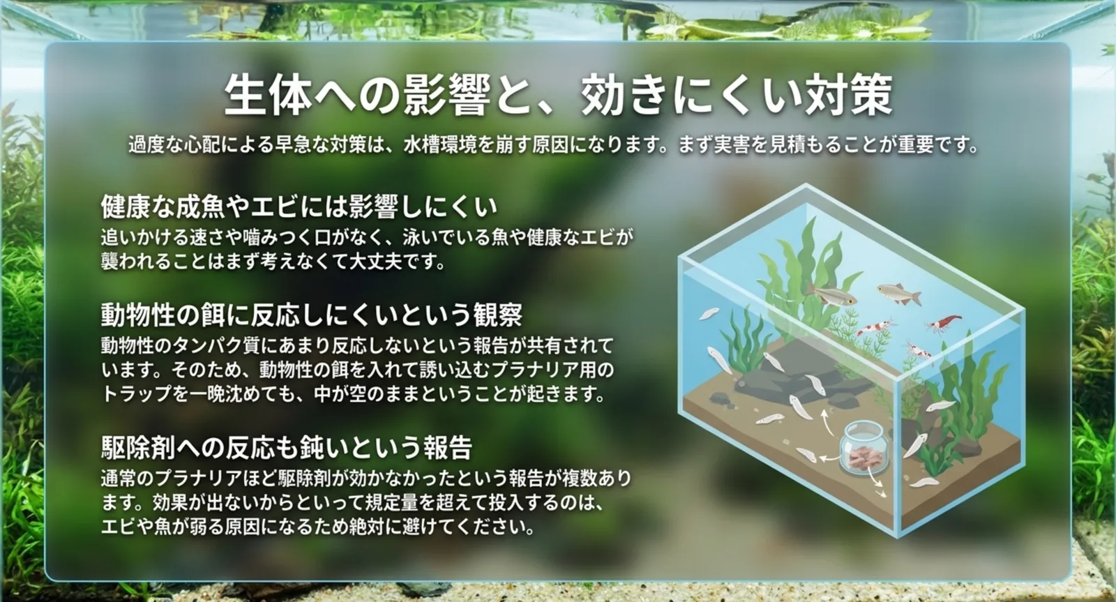 健康な成魚への影響と餌で誘えないことを整理した図のスライド