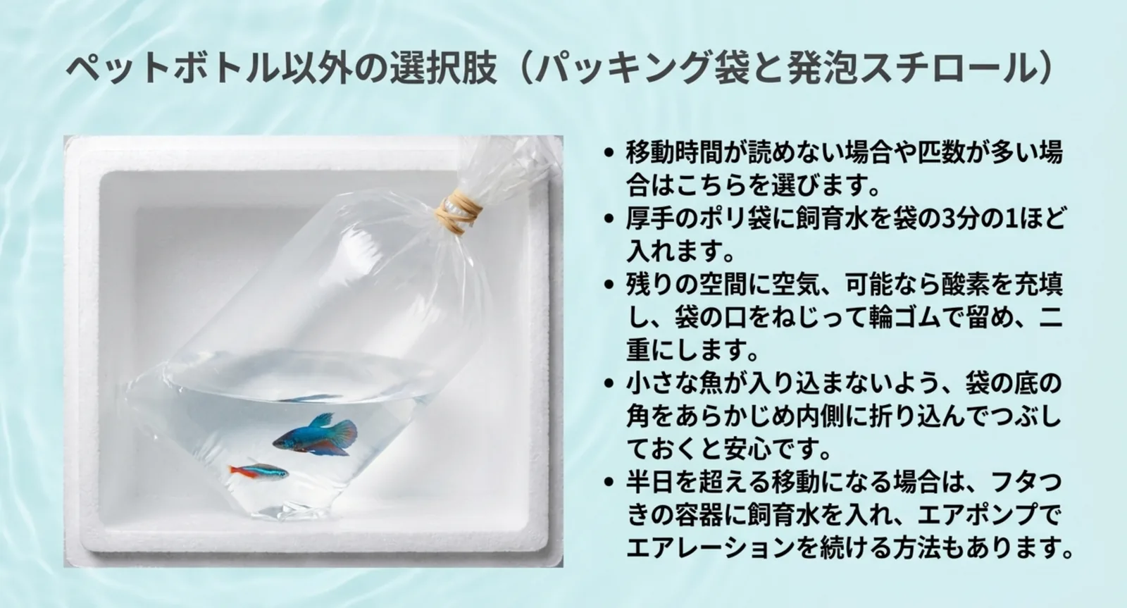 飼育水を3分の1ほど入れて口をねじった袋を発泡スチロール箱に収めた状態の写真と、手順を並べたスライド