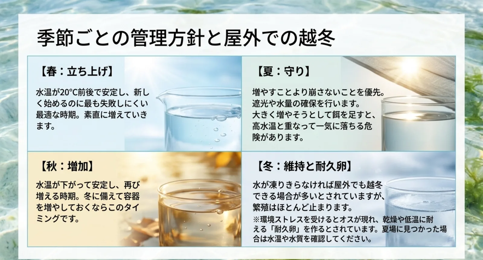 春の立ち上げ、夏の守り、秋の増加、冬の維持と耐久卵という季節ごとの管理方針を四分割で示したスライド