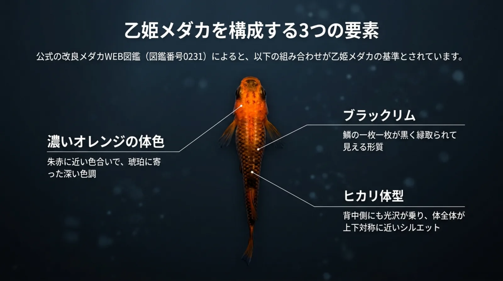 濃いオレンジの体色・ブラックリム・ヒカリ体型という3つの形質を1匹の写真に指し示したスライド