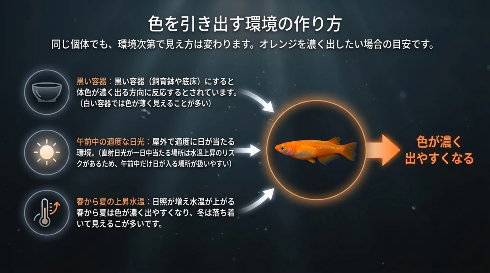 黒い容器・午前中の適度な日光・春から夏の上昇水温という3つの条件が体色に与える影響を示したスライド