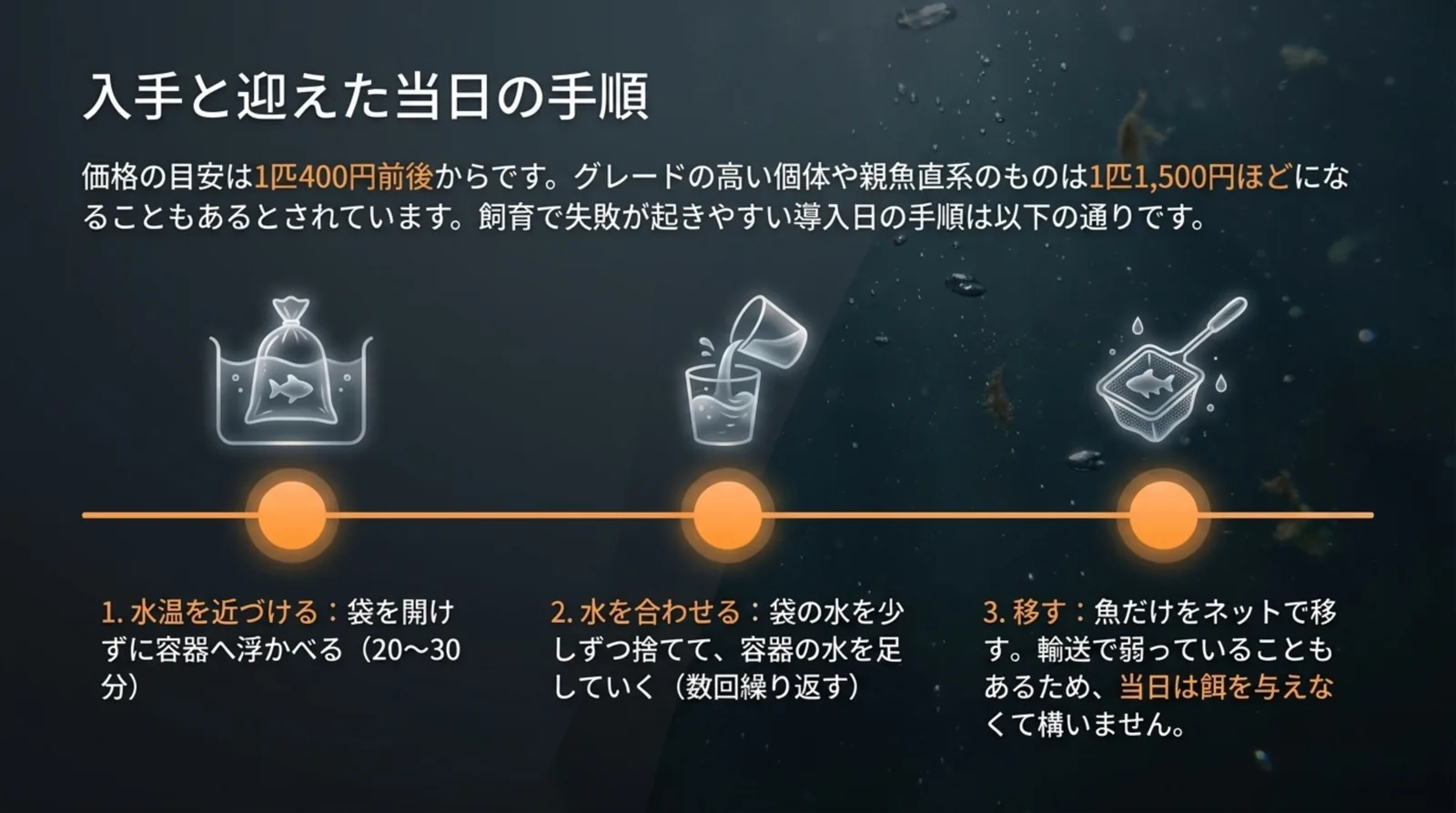 1匹400円前後からという価格の目安と、水温を近づける・水を合わせる・魚だけを移すという導入日の3手順を示したスライド