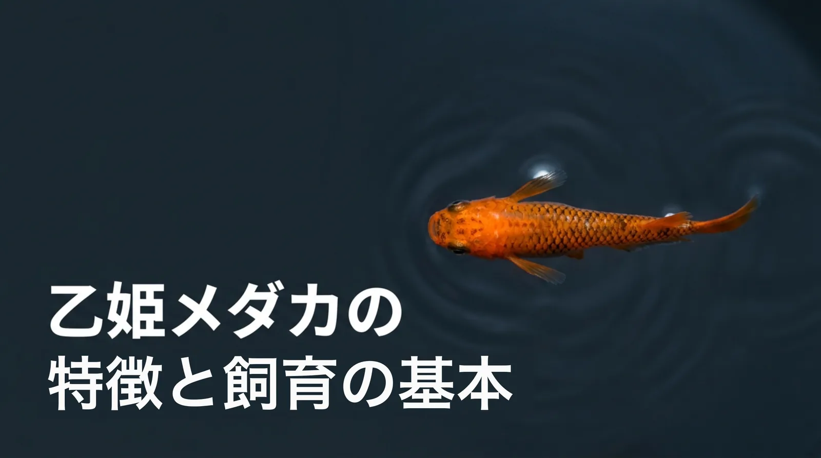 乙姫メダカとは？特徴と選別のポイント・価格の目安や飼育方法を解説