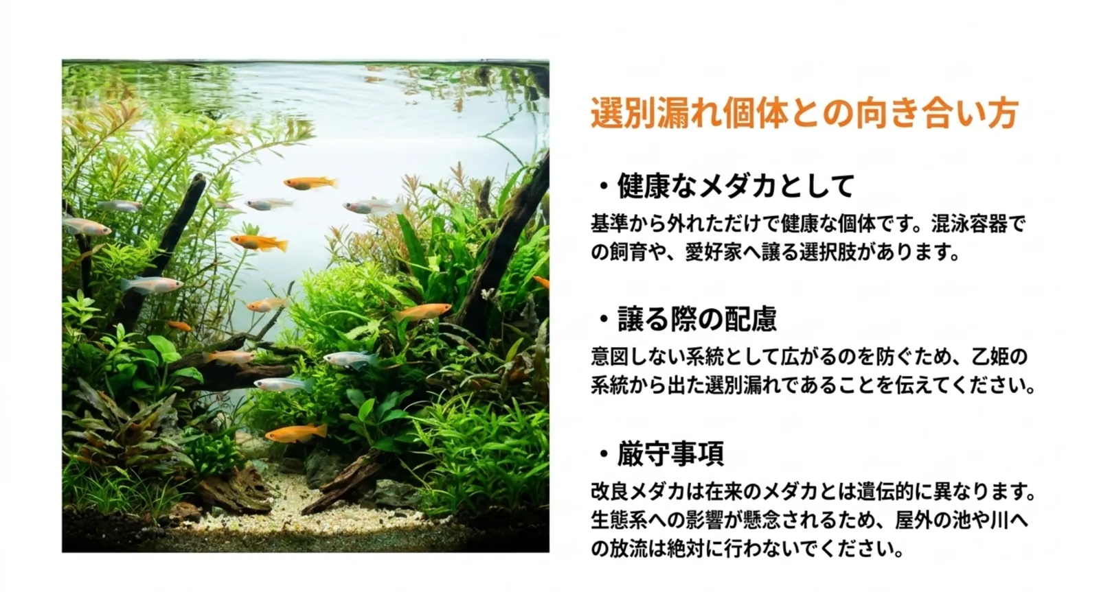 選別漏れの個体を健康な個体として扱うこと、譲る際の配慮、野外へ放流しないという厳守事項を並べたスライド