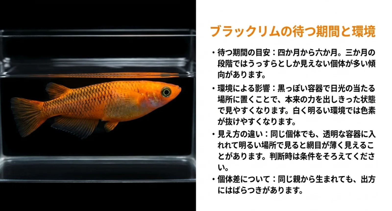 ブラックリムが出そろうまでの期間の目安と、容器の色や光の条件で見え方が変わることを説明したスライド