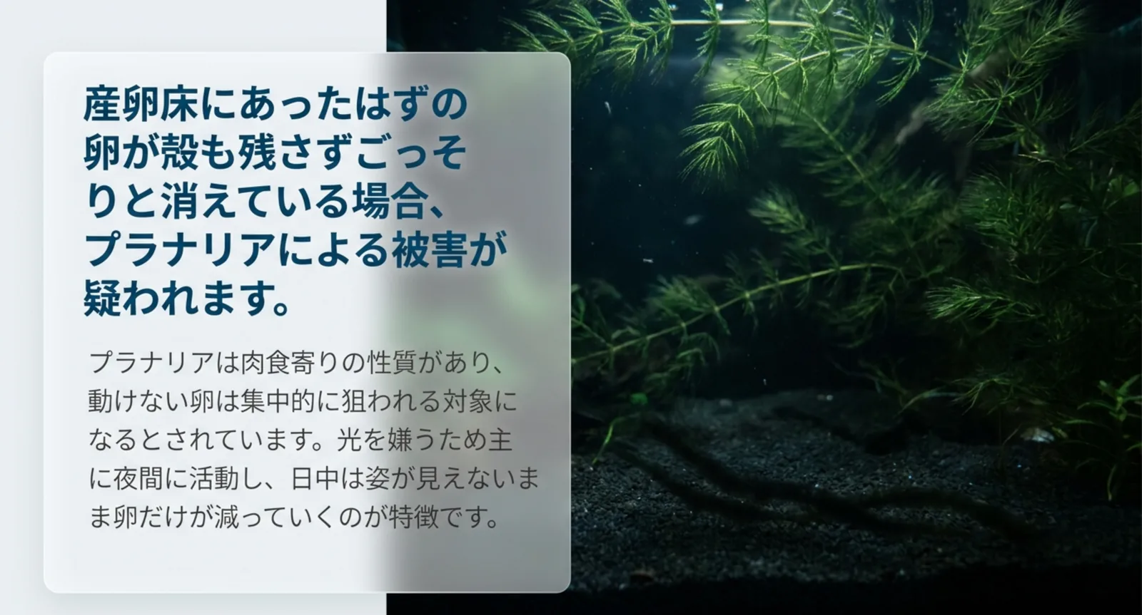 夜間に活動して卵だけが減る被害の特徴を説明したスライド