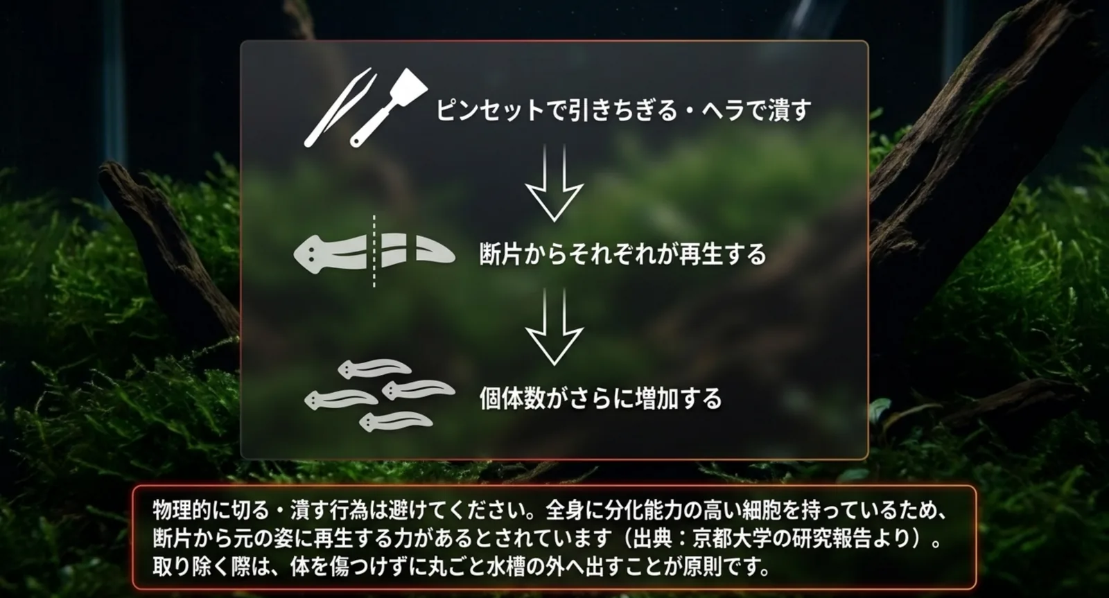 ピンセットやヘラで傷つけると断片から再生し個体数が増える流れを示したスライド