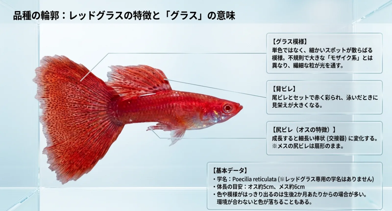 尾ビレのスポット模様、背ビレ、尻ビレの特徴と基本データを示した図版