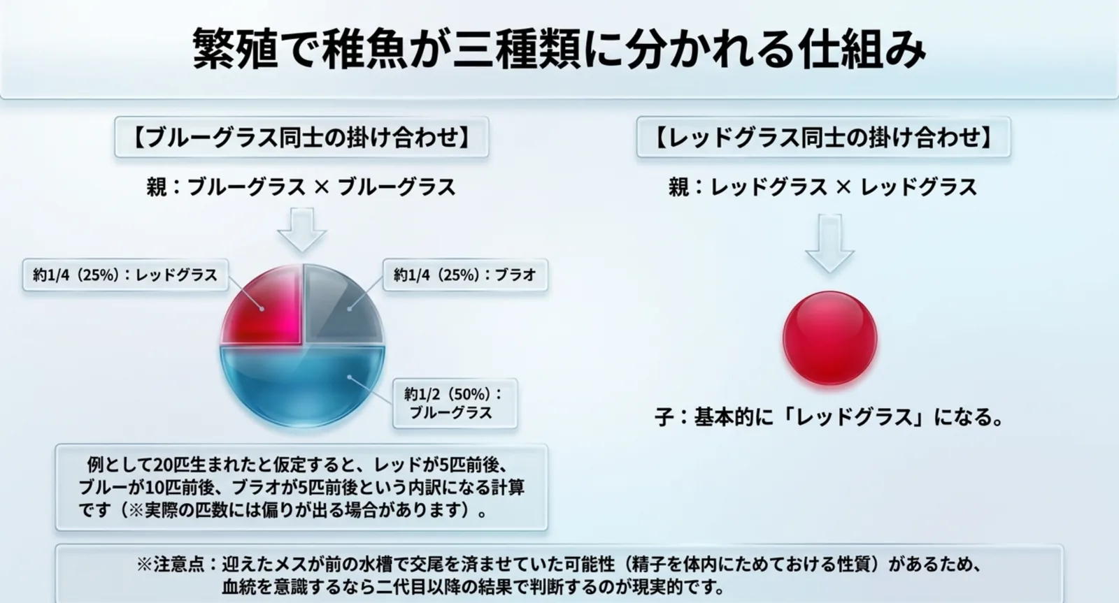 ブルーグラス同士の子が赤四分の一、青二分の一、ブラオ四分の一に分かれる割合の円グラフ