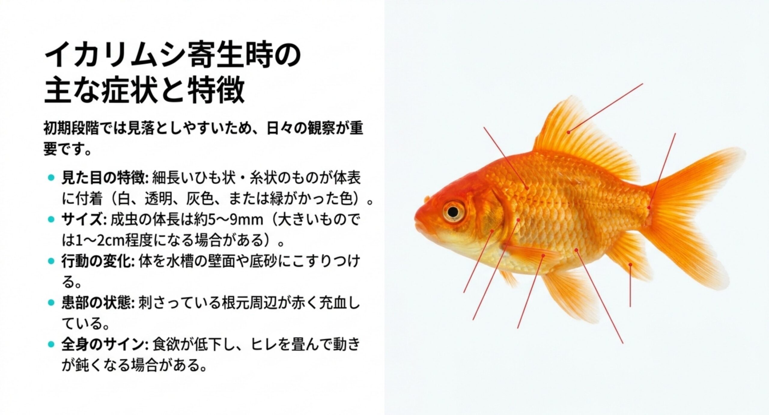 イカリムシ寄生時の症状 金魚の体表に付く細長い糸状のイカリムシについて、見た目・大きさ・行動の変化・患部の充血など主な症状を挙げたスライド
