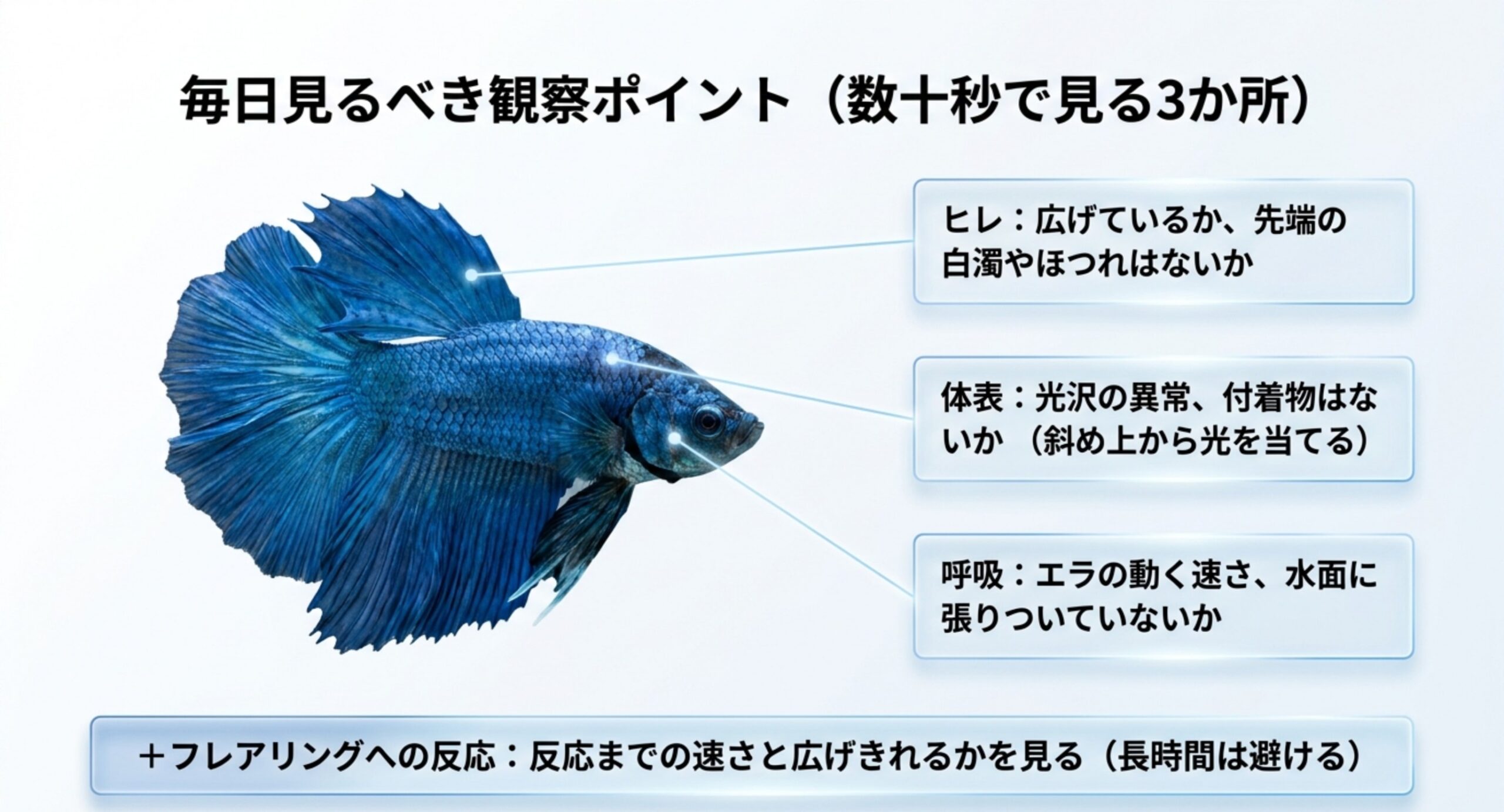 ベタの体を指し示しながら、毎日確認するヒレ・体表・呼吸の3か所とフレアリングへの反応を説明したスライド