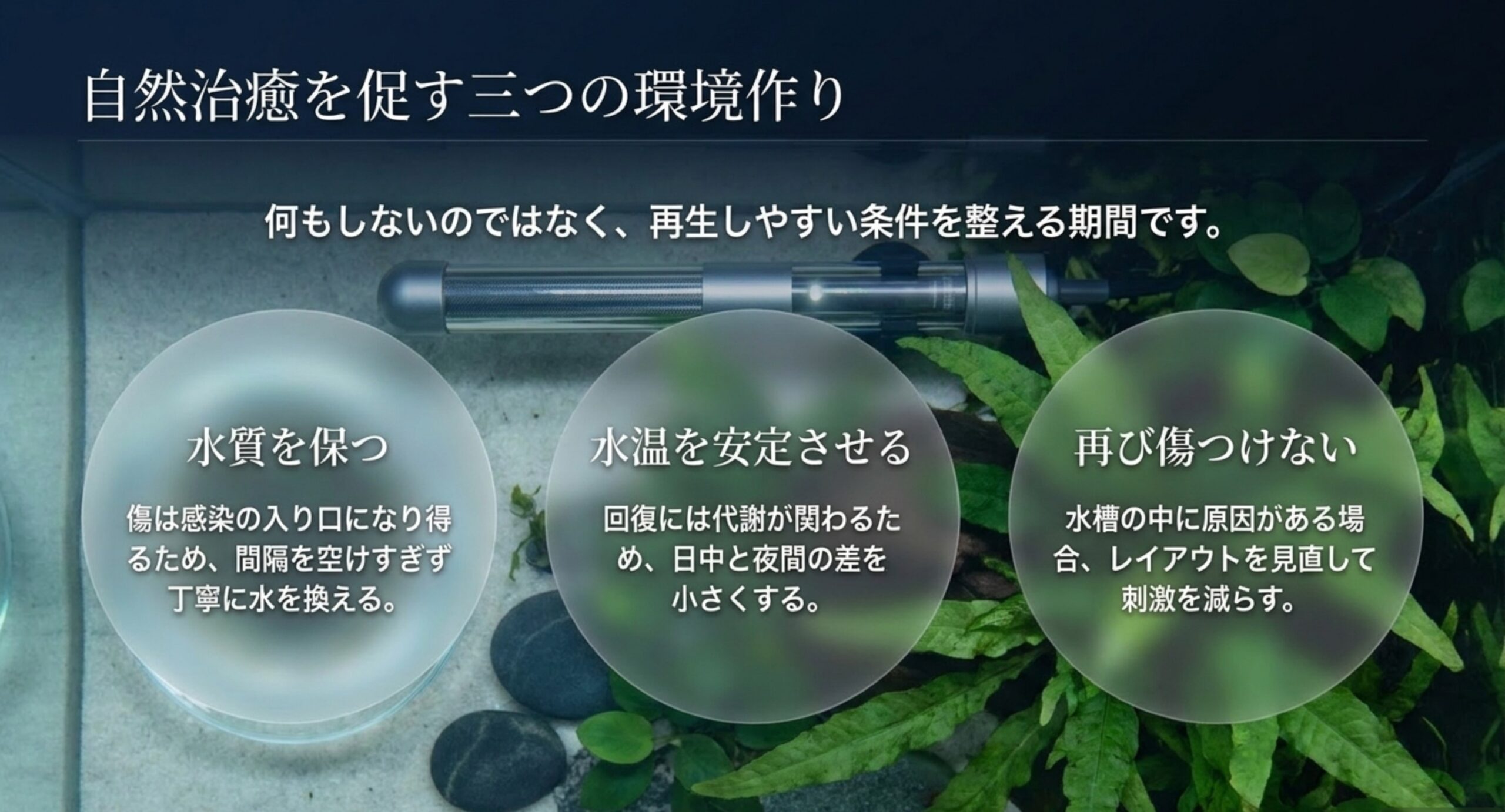 水質を保つ、水温を安定させる、再び傷つけないという回復期に整える三つの条件を並べた図