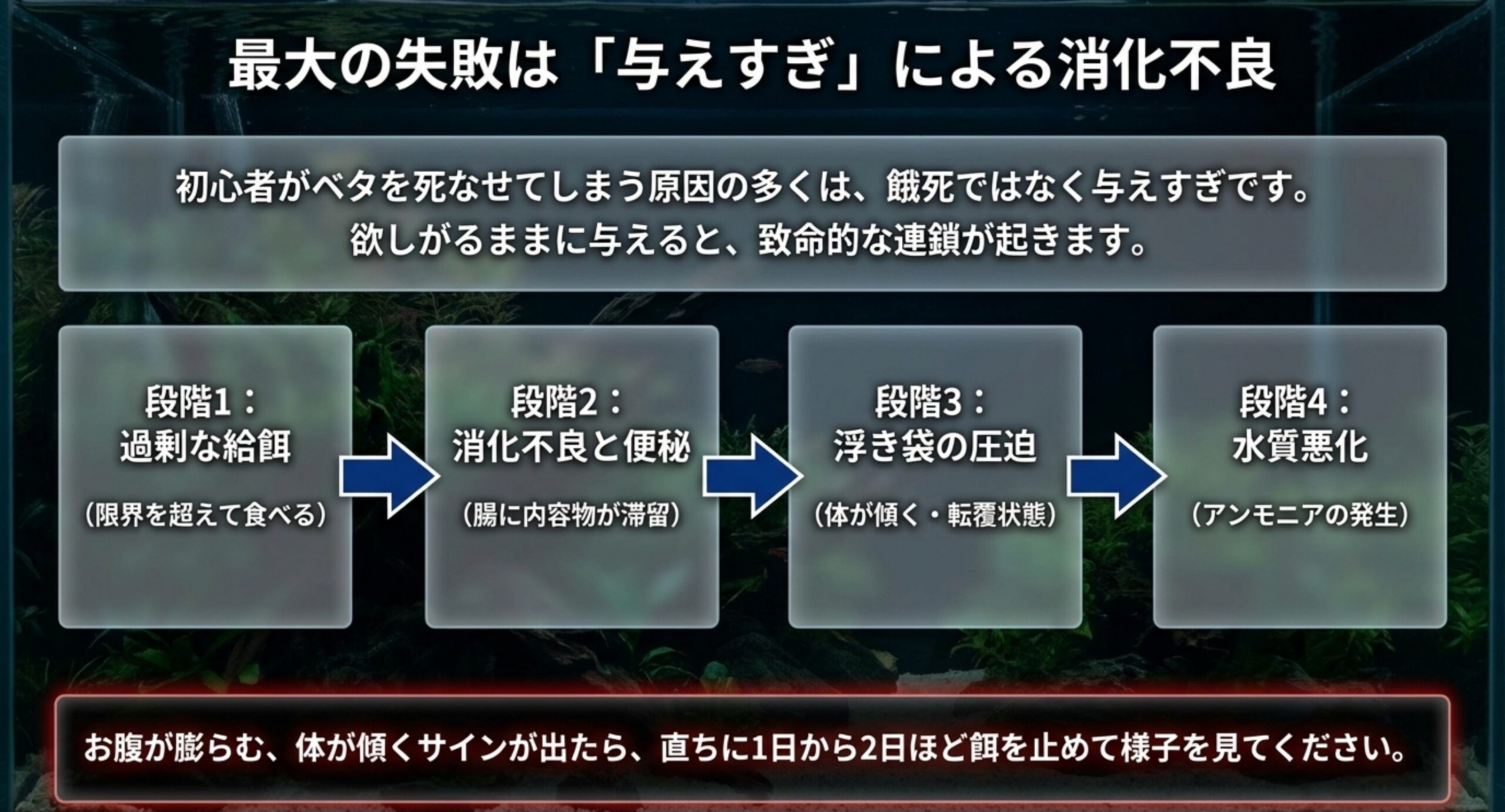 過剰な給餌、消化不良と便秘、浮き袋の圧迫、水質悪化という4段階の流れを示した図解