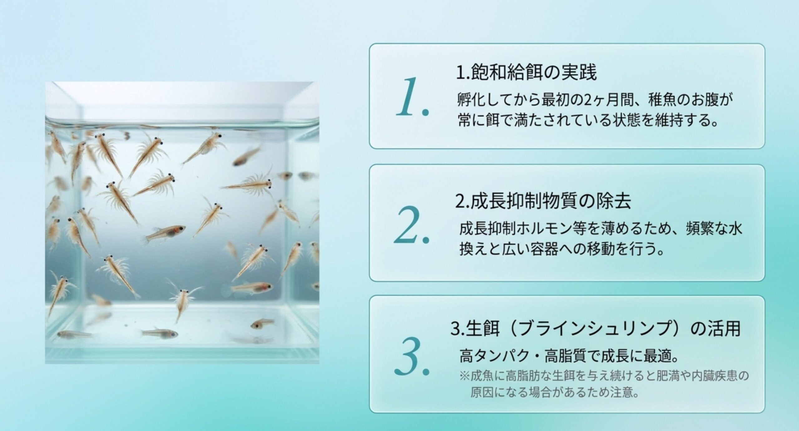 稚魚を大きく育てる3つのステップ 稚魚を大きく育てる飽和給餌・成長抑制物質の除去・生餌活用の3ステップをまとめたスライド
