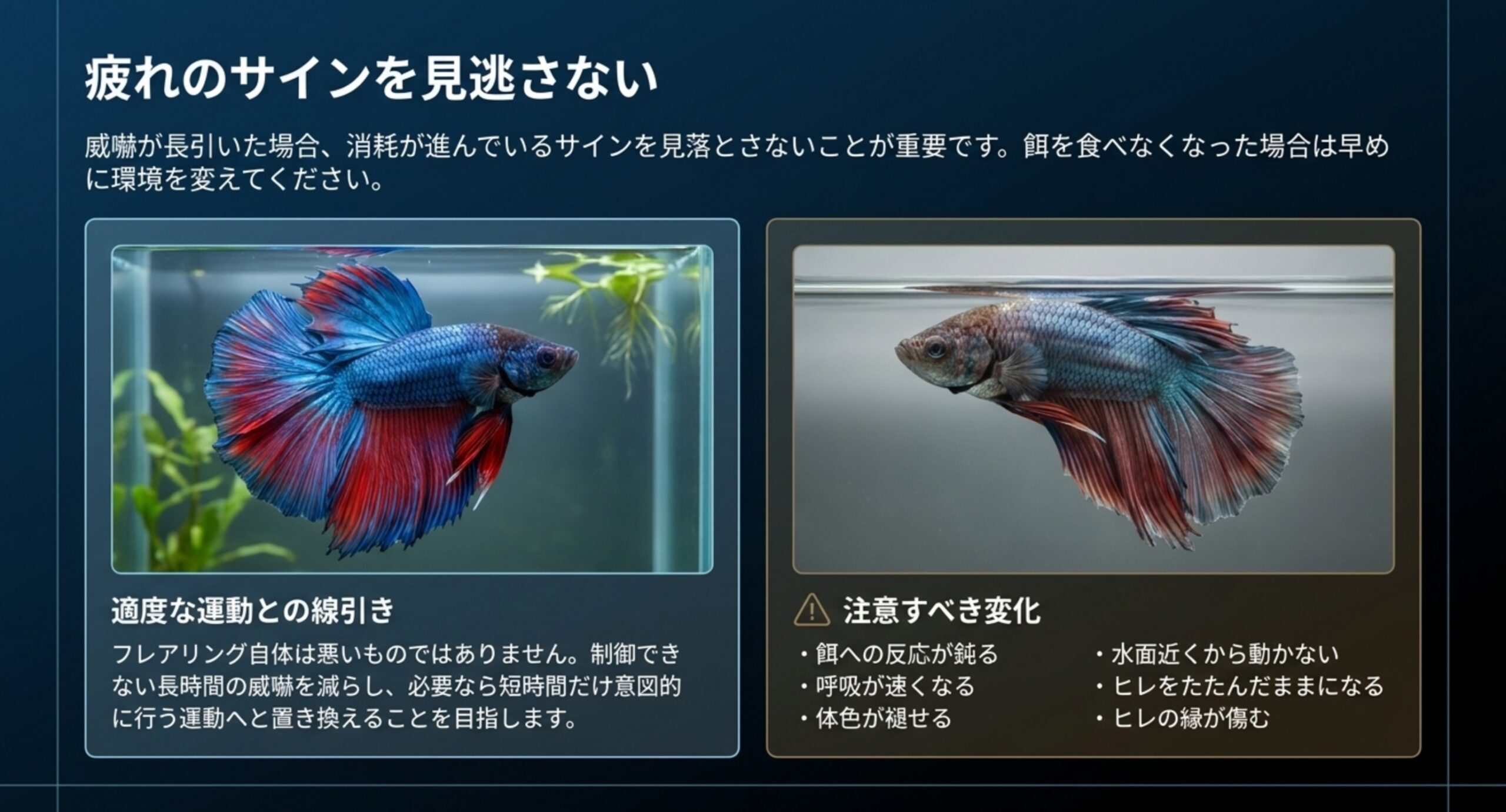 健康な個体と疲れた個体を対比し、餌への反応、呼吸、体色、ヒレの状態など注意すべき変化を並べた図