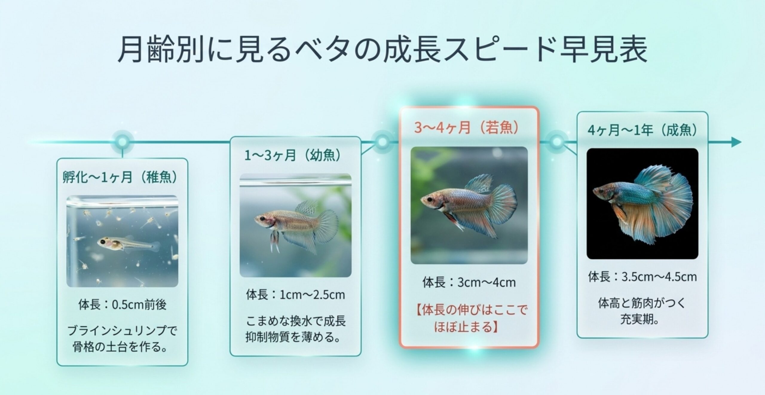 月齢別に見るベタの成長スピード早見表 孵化から老魚までの月齢別にベタの体長の目安と飼育のポイントを並べた成長早見表のスライド