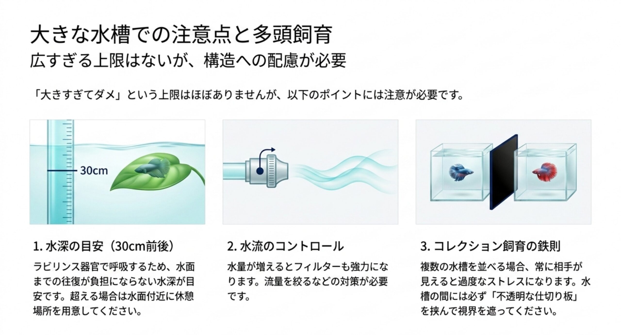 大きな水槽での注意点と多頭飼育 大きな水槽でベタを飼うときの水深30cm前後の目安、水流調整、多頭飼育時の仕切りの3点をまとめたスライド
