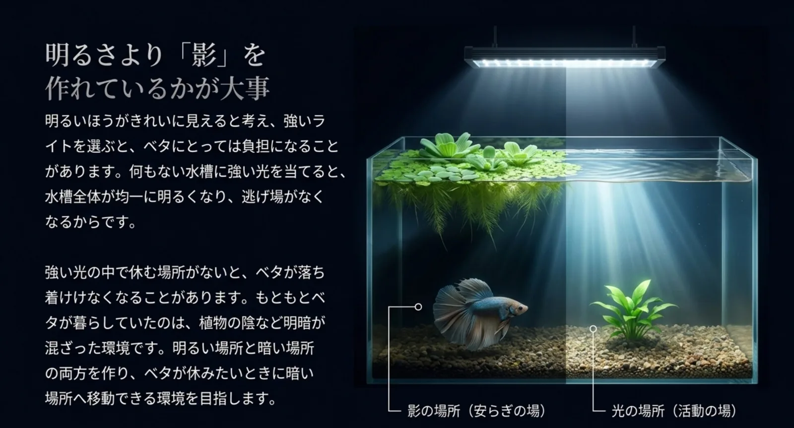 浮き草で影ができた側と光が届く側を並べ、ベタが休む場所と活動する場所を示した水槽の図