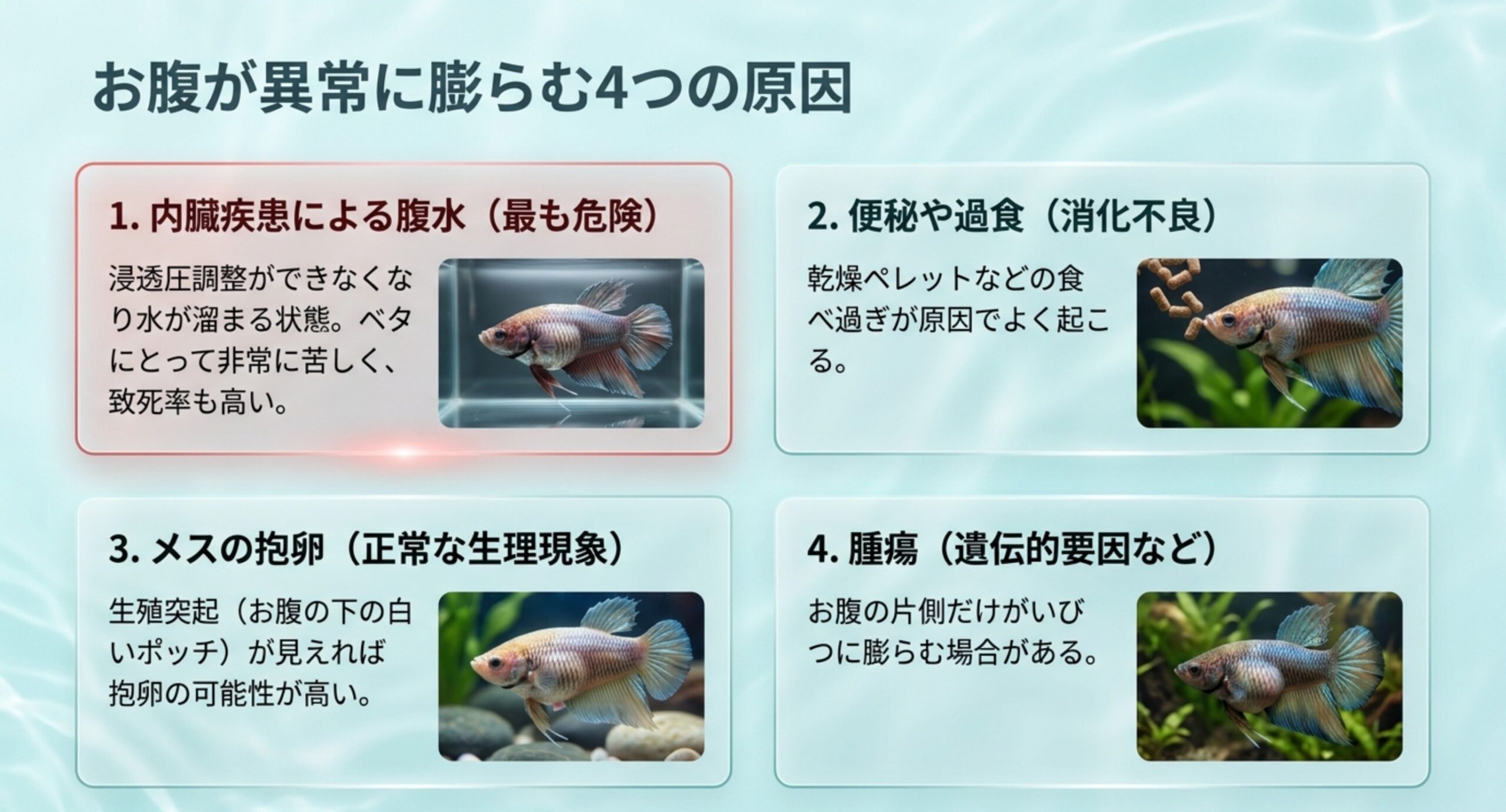 お腹が異常に膨らむ4つの原因 ベタのお腹が異常に膨らむ4つの原因(腹水・便秘・抱卵・腫瘍)を写真つきで整理したスライド