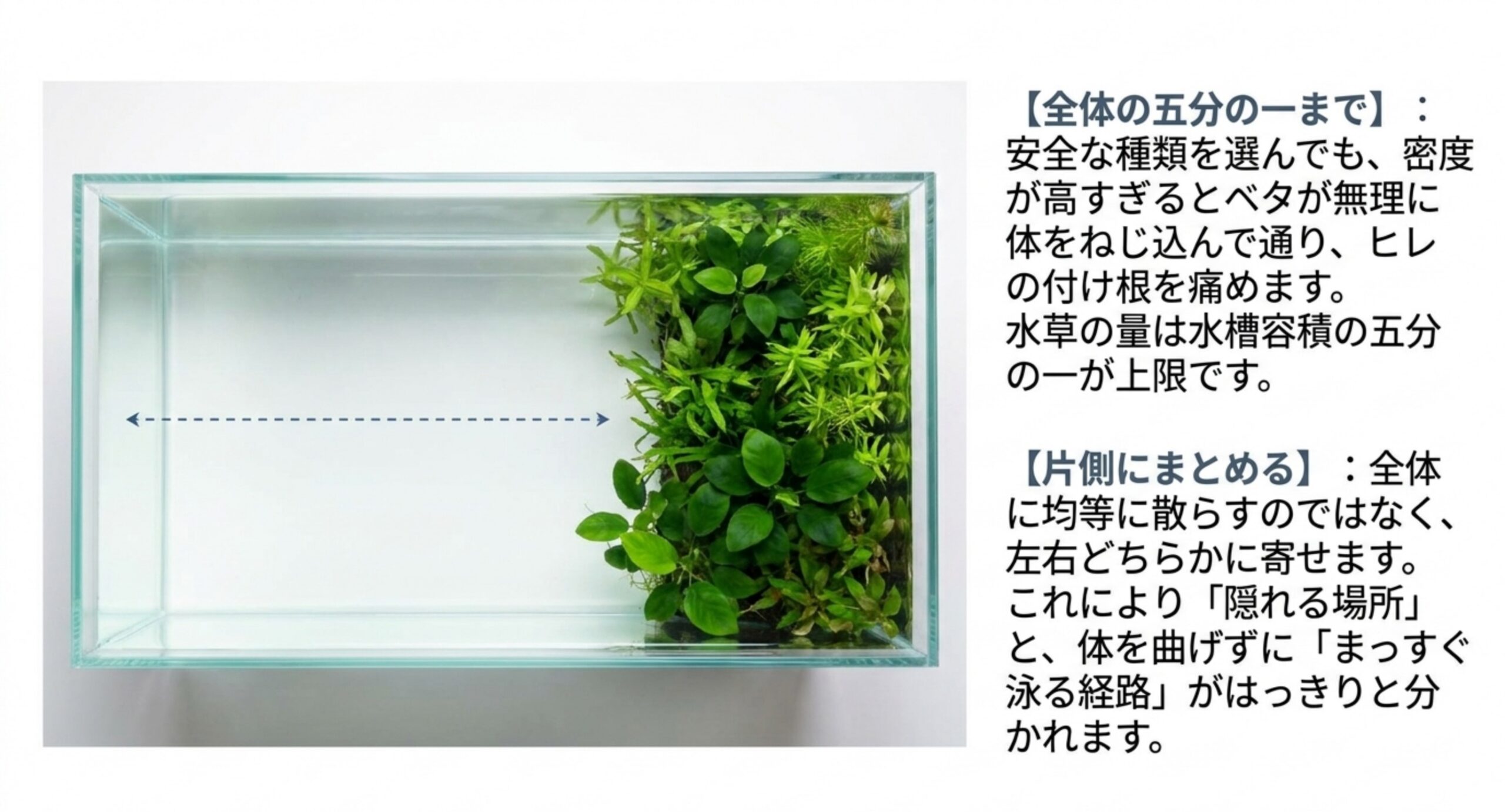 水草を水槽の片側だけにまとめ、反対側にまっすぐ泳げる経路を確保した配置例を上から見た写真と解説のスライド