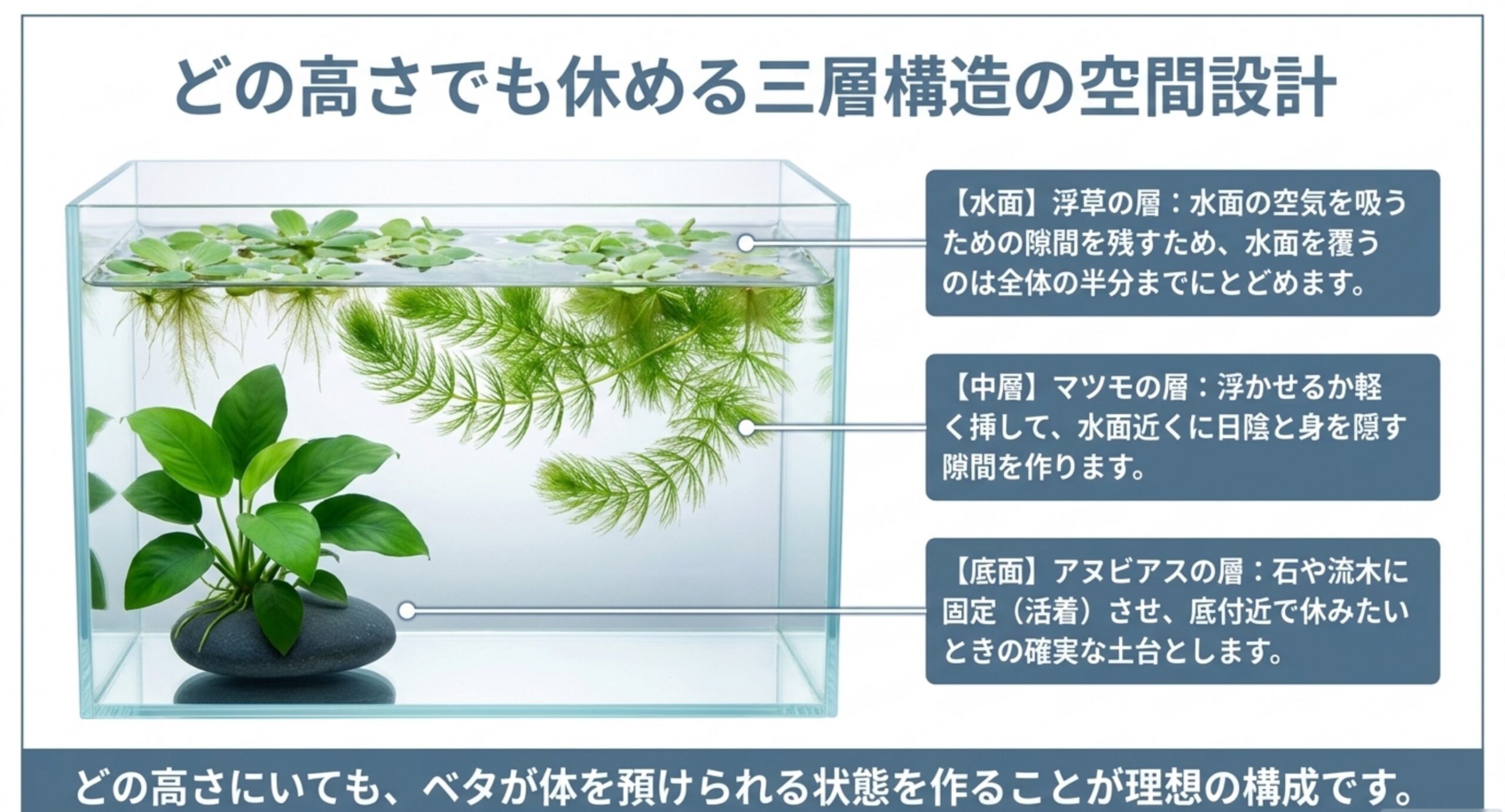 水槽の断面図に、水面の浮草・中層のマツモ・底面のアヌビアスという三層それぞれの役割を注記したレイアウト解説スライド