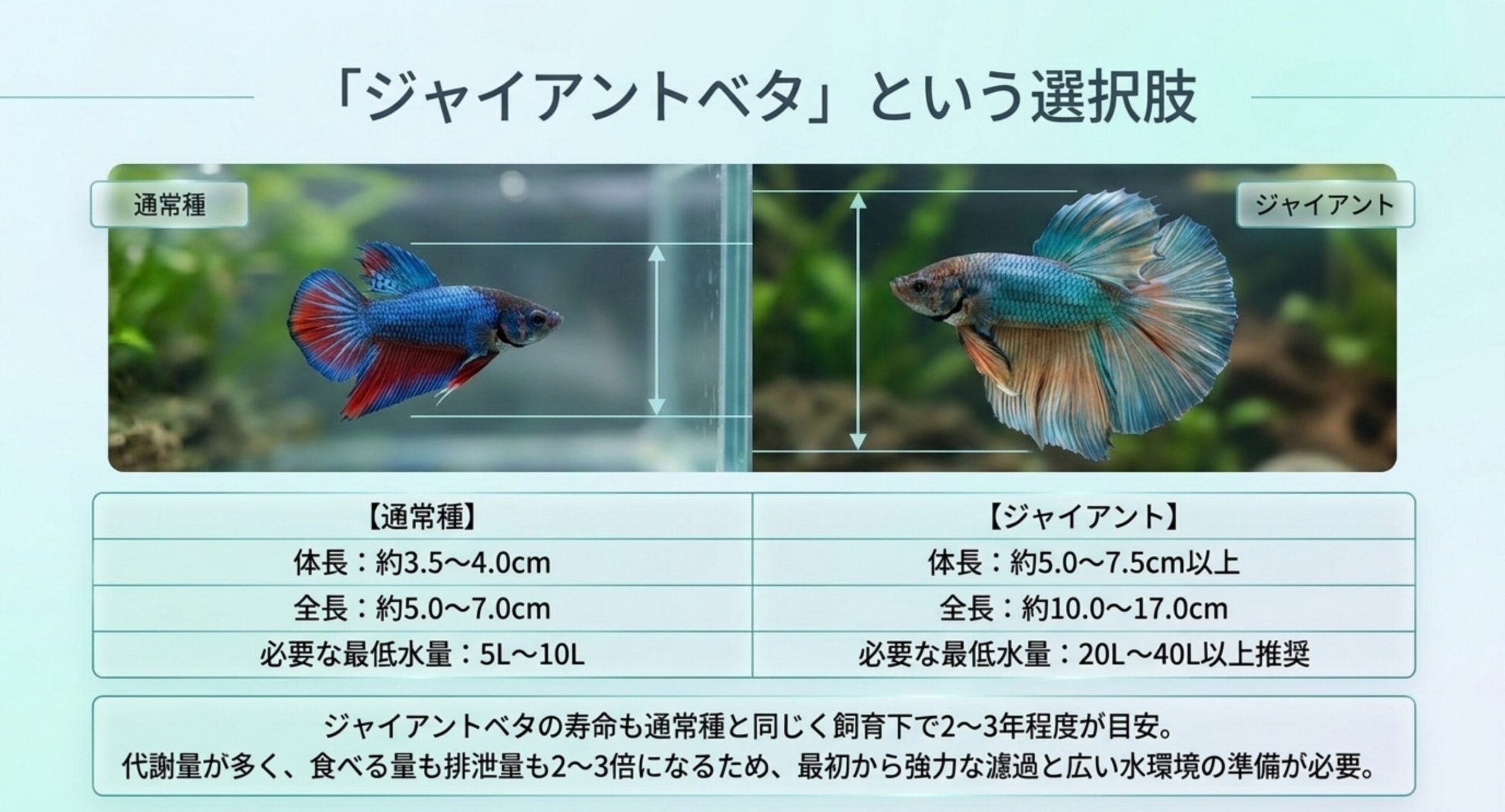 通常種とジャイアントベタのサイズ比較 通常のベタとジャイアントベタの体長・全長・必要水量を並べて比較したスライド
