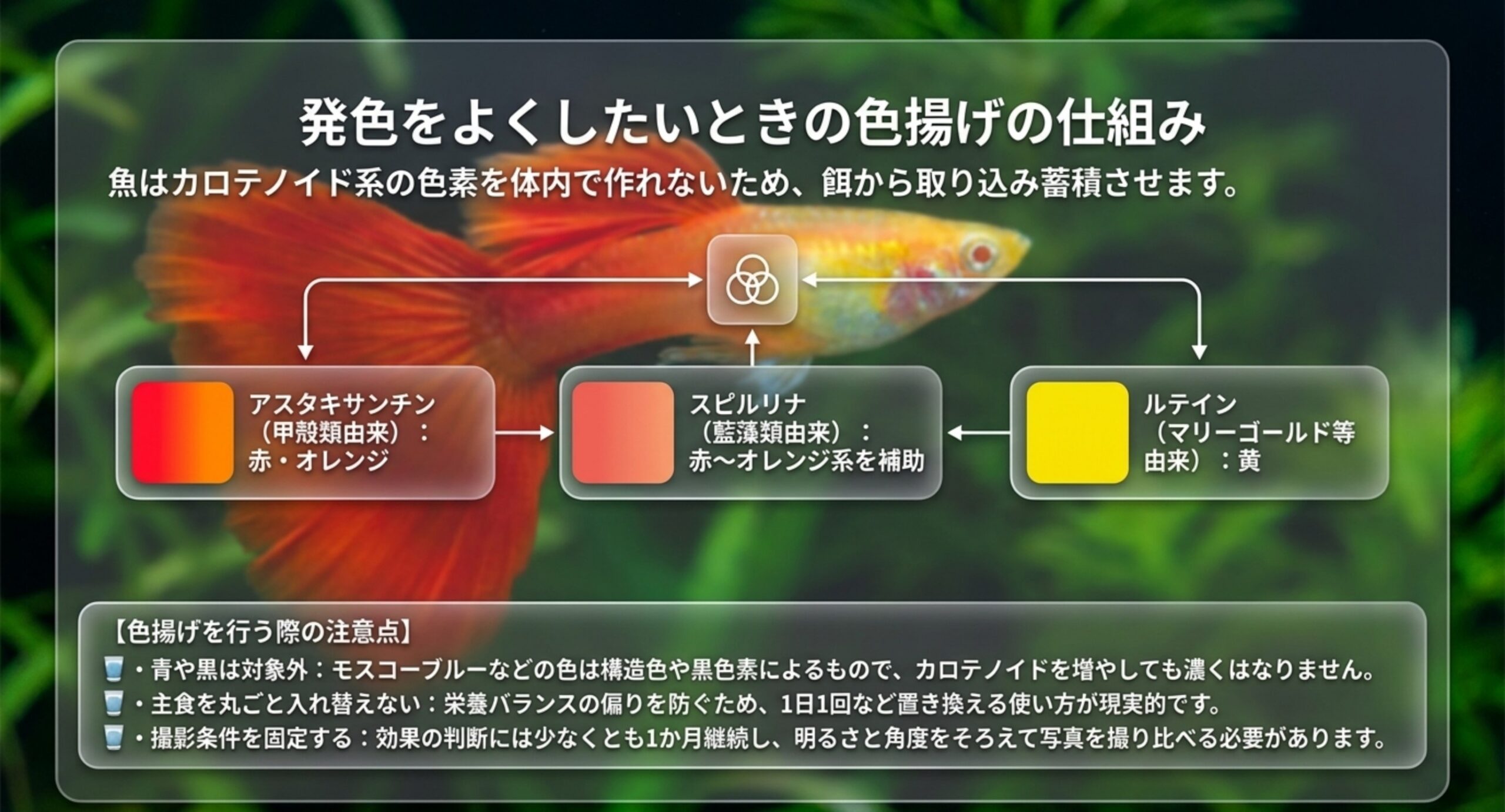 餌による色揚げの仕組みを、アスタキサンチン・スピルリナ・ルテインの由来と強く出る色に分けて図解し、注意点を添えたスライド