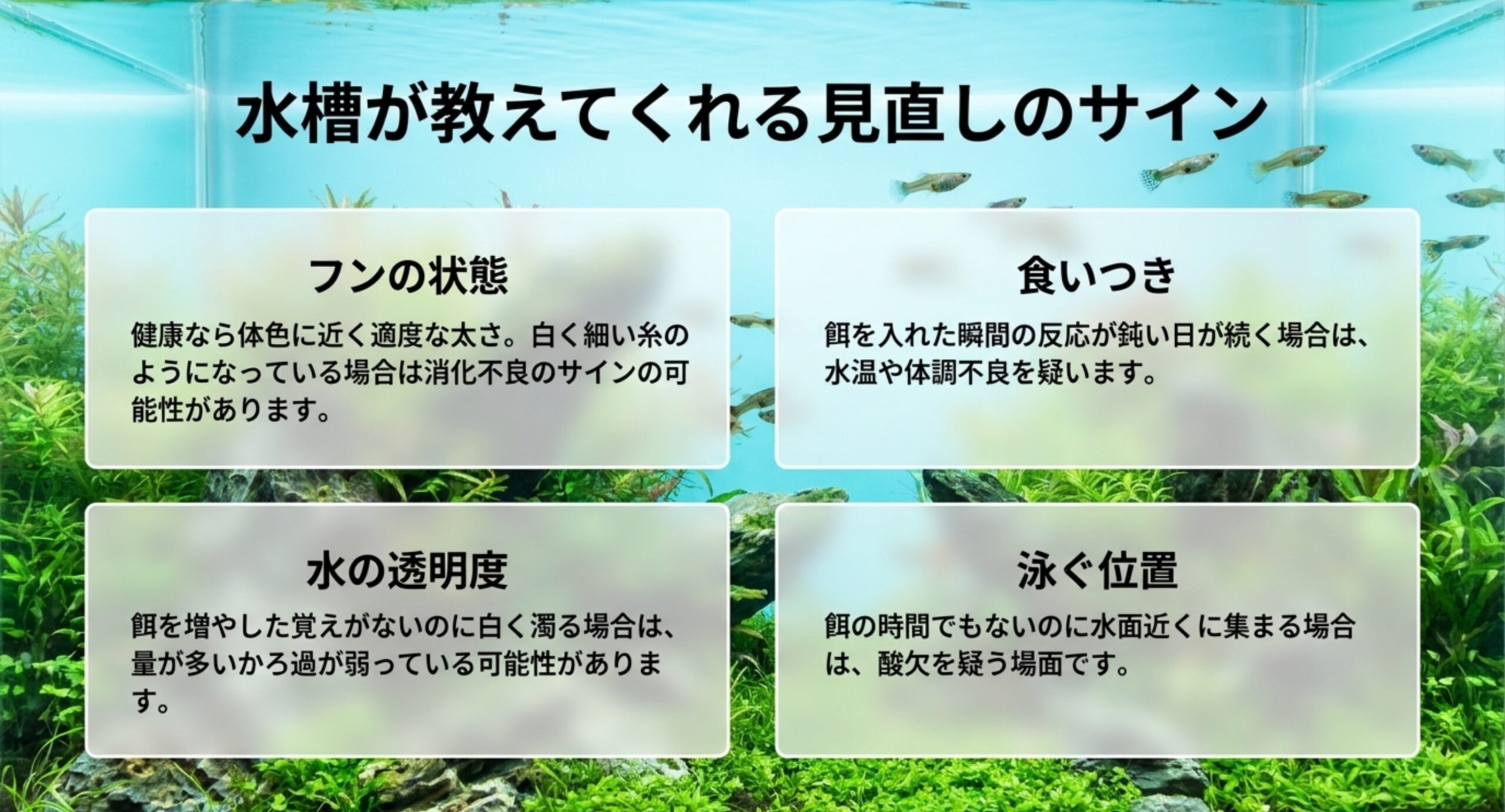 餌の量が合っているかを判断する手がかりを、フンの状態・食いつき・水の透明度・泳ぐ位置の4つに分けて説明したスライド