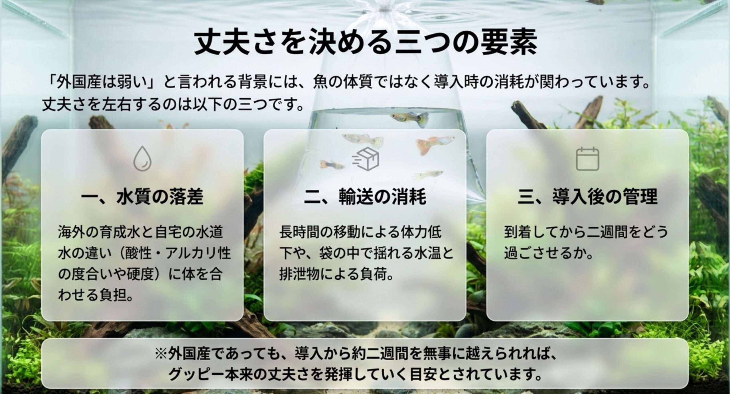 水質の落差、輸送の消耗、導入後の管理という3つの要素がグッピーの丈夫さを左右することを、3つの枠に分けて説明した図解スライド