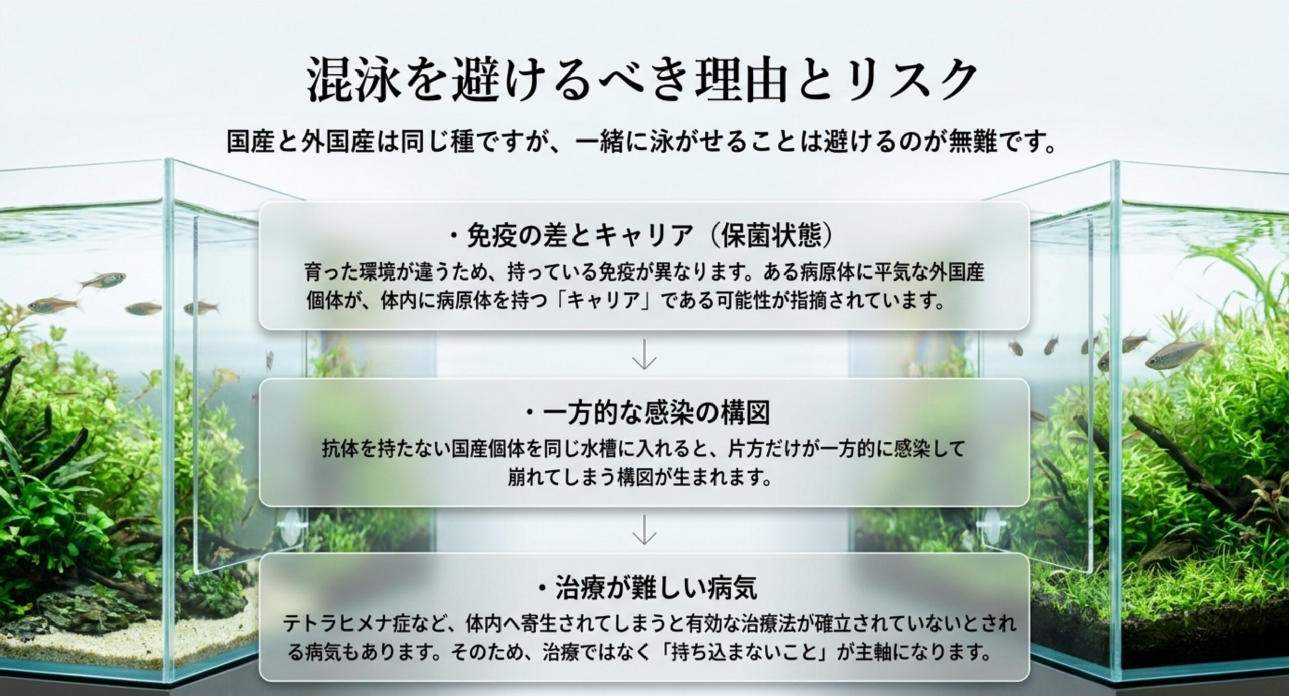 免疫の差とキャリアの存在から一方的な感染の構図が生まれ、治療の難しい病気につながるという流れを上から3段階で示したスライド