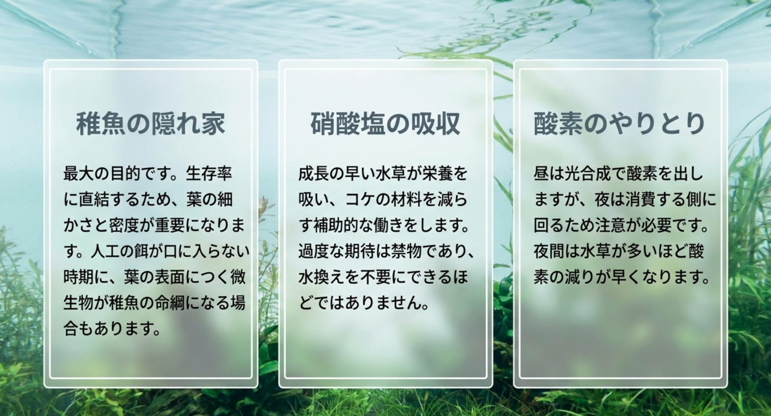 水草の役割を稚魚の隠れ家・硝酸塩の吸収・酸素のやりとりの3つに分け、それぞれの働きと注意点を並べたスライド