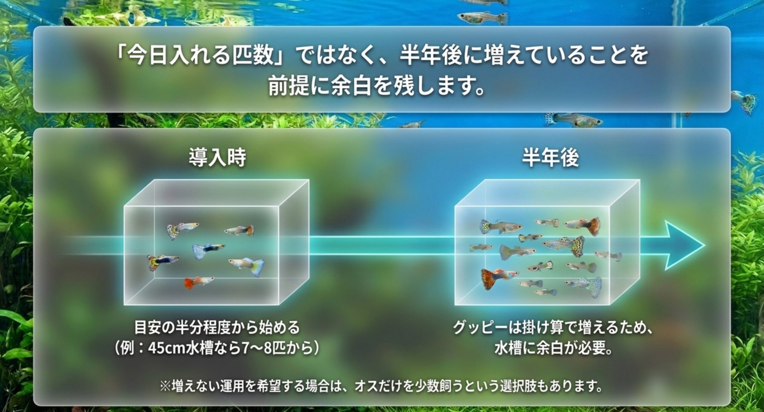 導入時は目安の半分の匹数から始め、半年後には掛け算で増えるため水槽に余白が必要になることを、2つの水槽の中の魚の数で比較したスライド