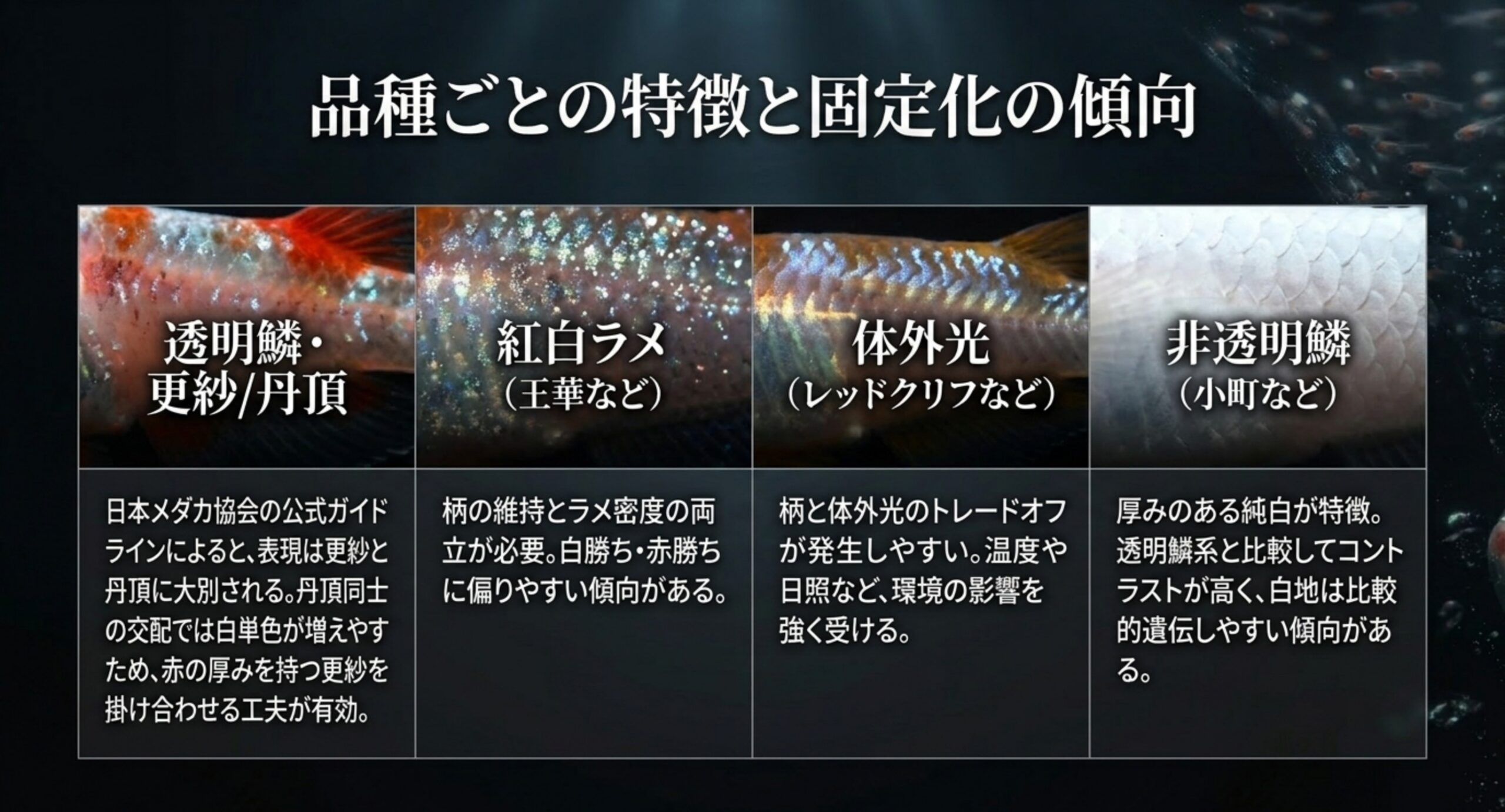 透明鱗・紅白ラメ・体外光・非透明鱗の4系統について特徴と固定化の傾向を比較したスライド