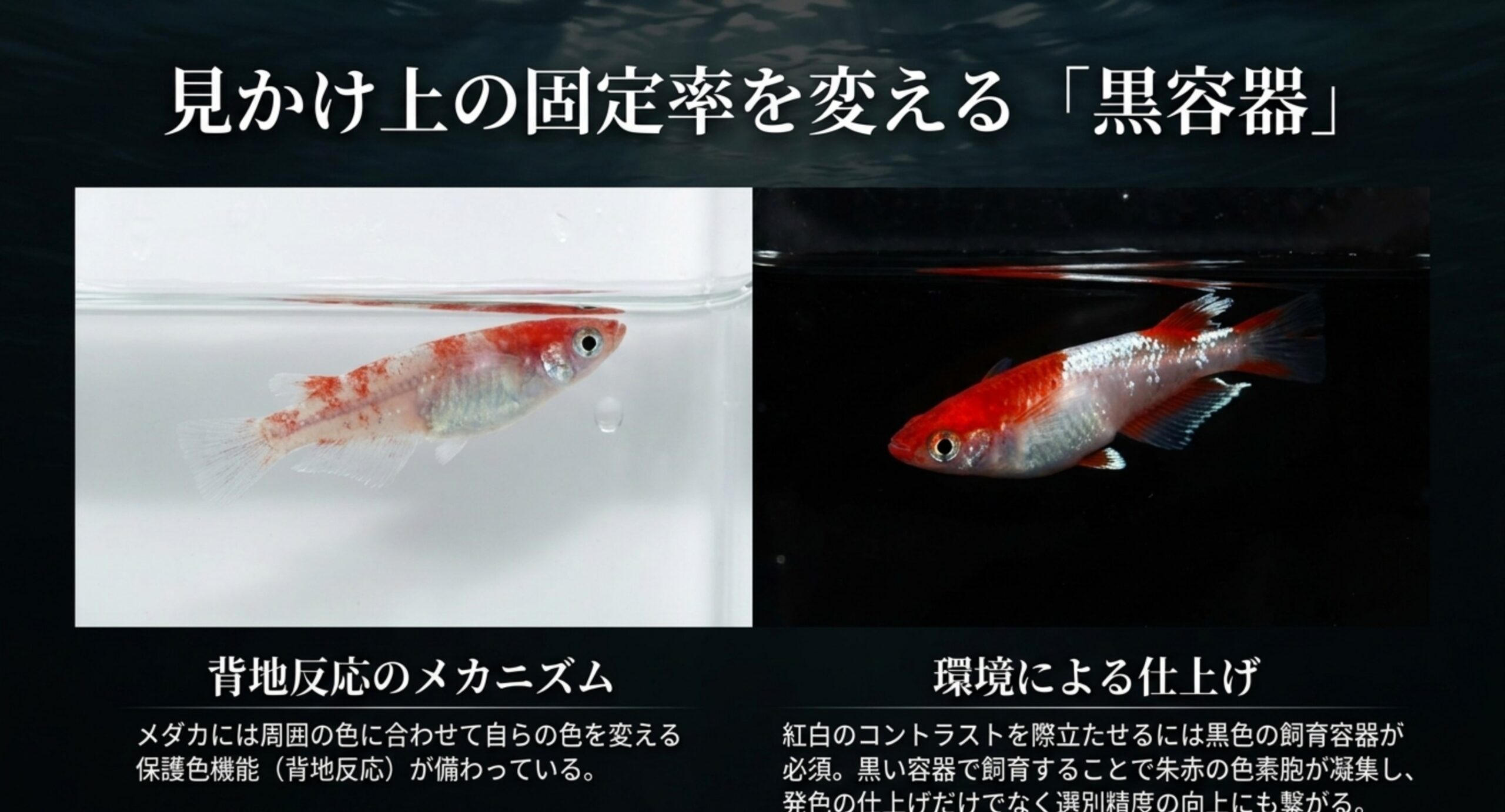 白容器と黒容器で紅白メダカの発色がどう変わるかを背地反応の観点で対比したスライド