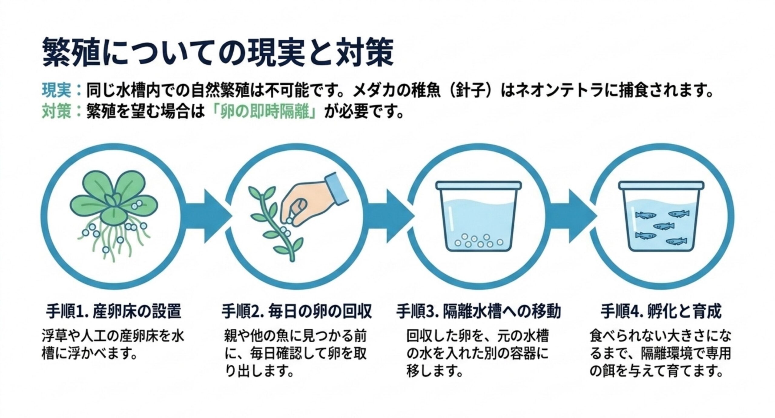 混泳水槽では稚魚が捕食されるため、産卵床の設置から卵の回収、隔離水槽への移動、孵化と育成までの4手順を示した図解スライド