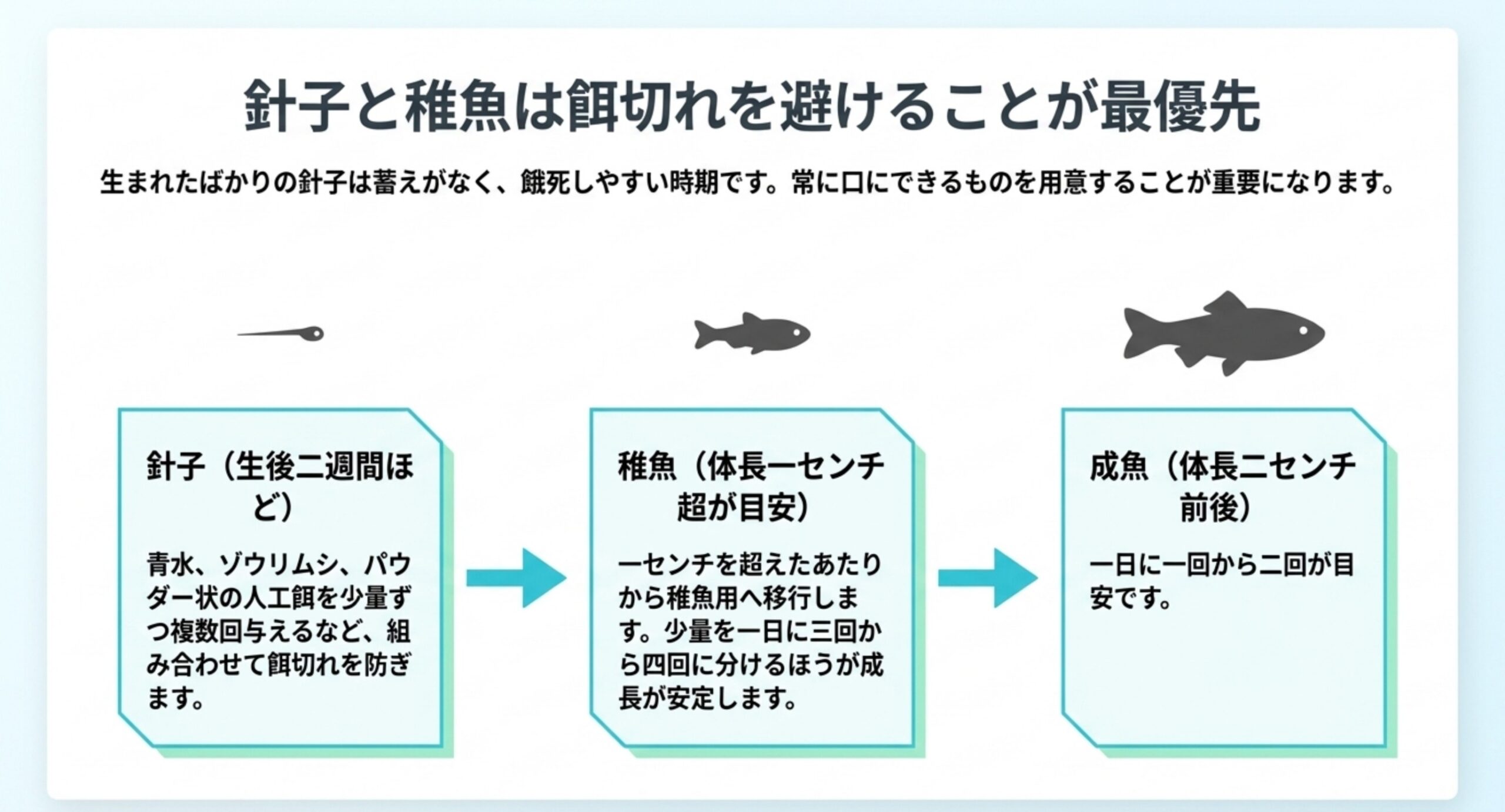 針子・稚魚・成魚の3段階について、体長の目安と与える餌の種類、給餌回数の違いを矢印でつないだスライド