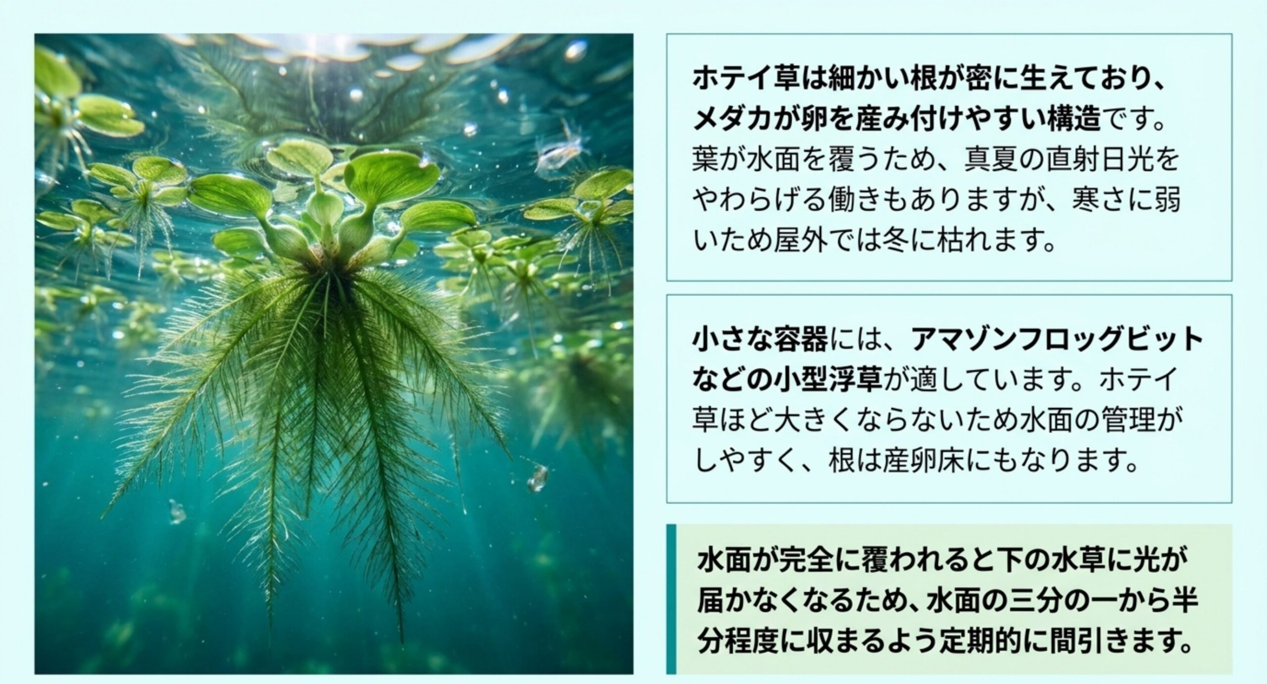 ホテイ草の根と小型浮草の特徴および間引きの目安を説明したスライド