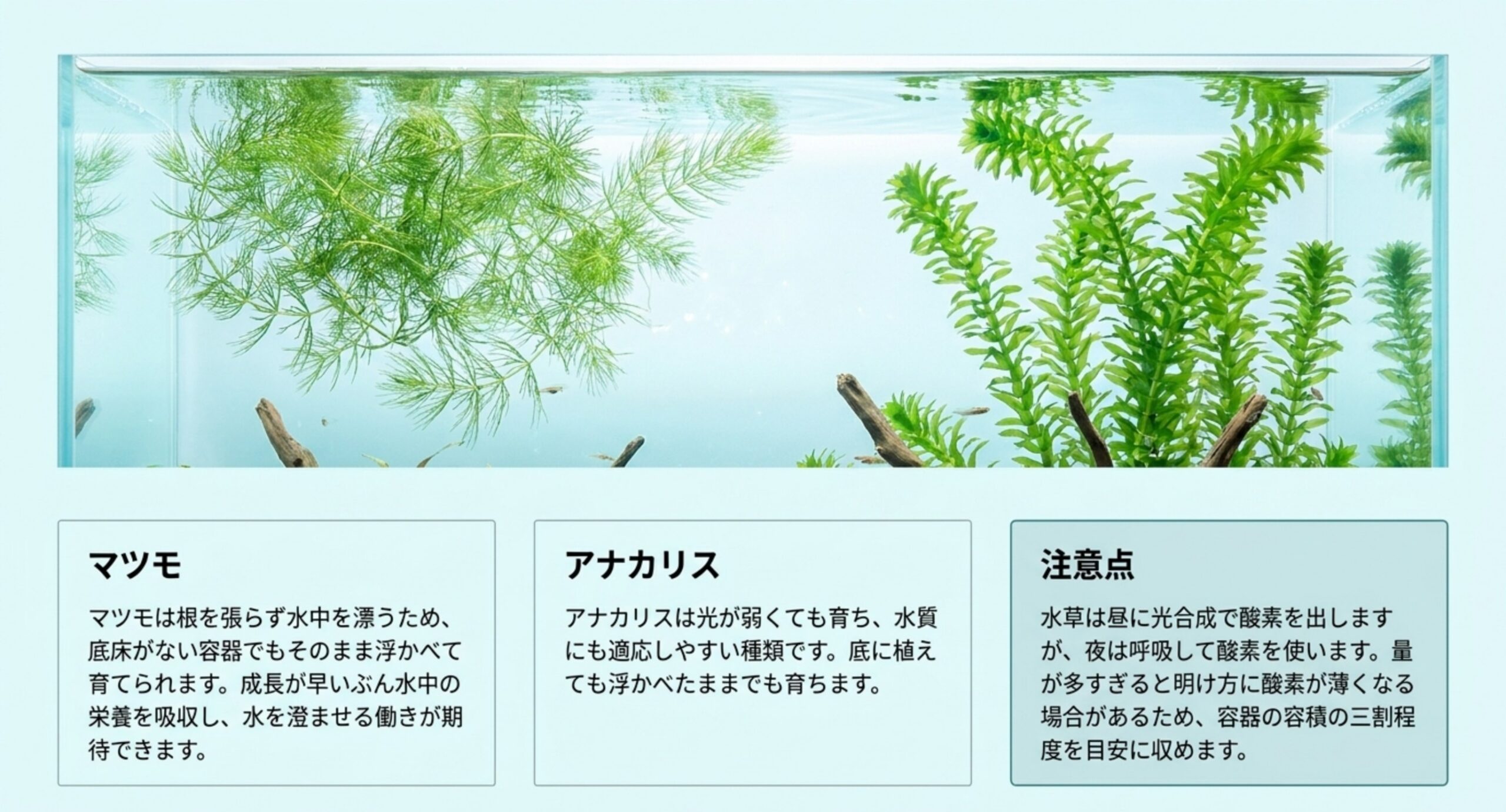 水槽の中のマツモとアナカリスの写真とそれぞれの特徴を並べたスライド