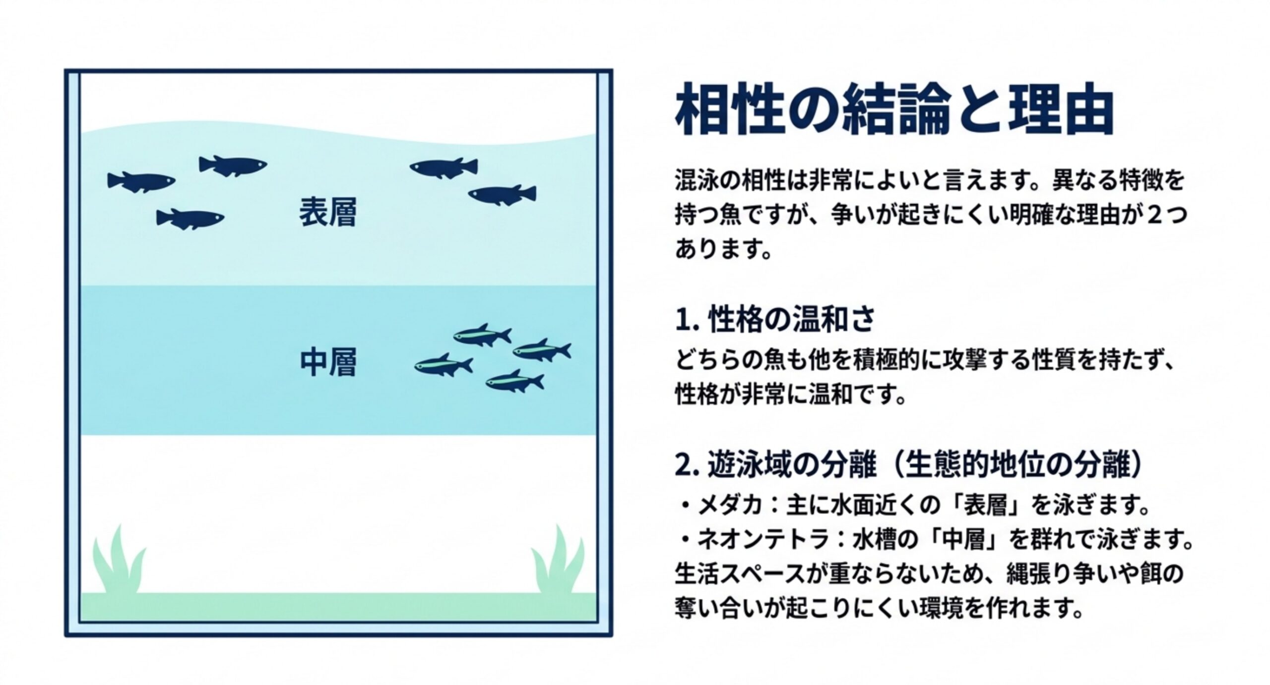 メダカが表層、ネオンテトラが中層を泳ぐことで生活スペースが重ならず、争いが起きにくいことを示した図解スライド