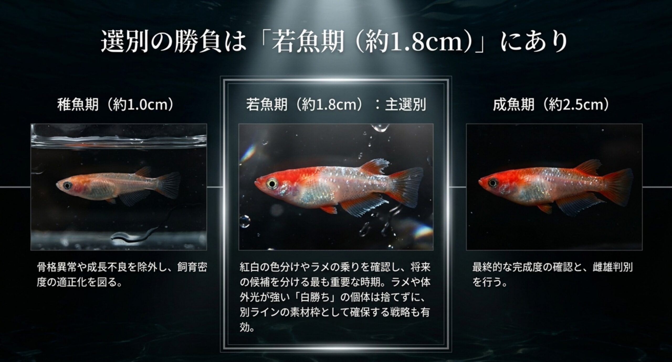 稚魚期1.0cm・若魚期1.8cm・成魚期2.5cmの3段階で選別内容を整理したスライド