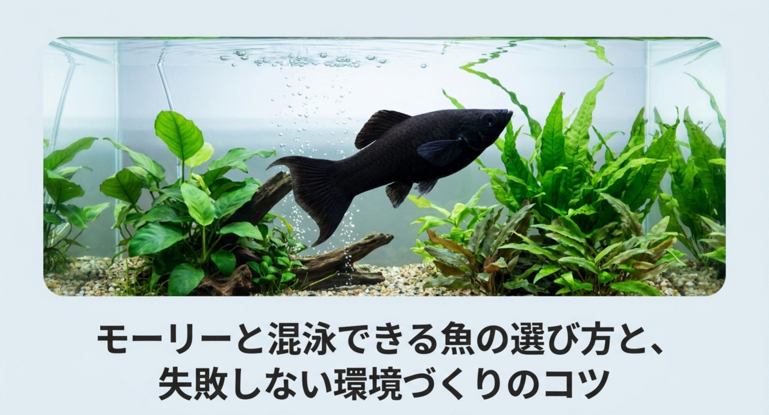 水草水槽を泳ぐブラックモーリーの写真に「モーリーと混泳できる魚の選び方と、失敗しない環境づくりのコツ」と記した表紙スライド