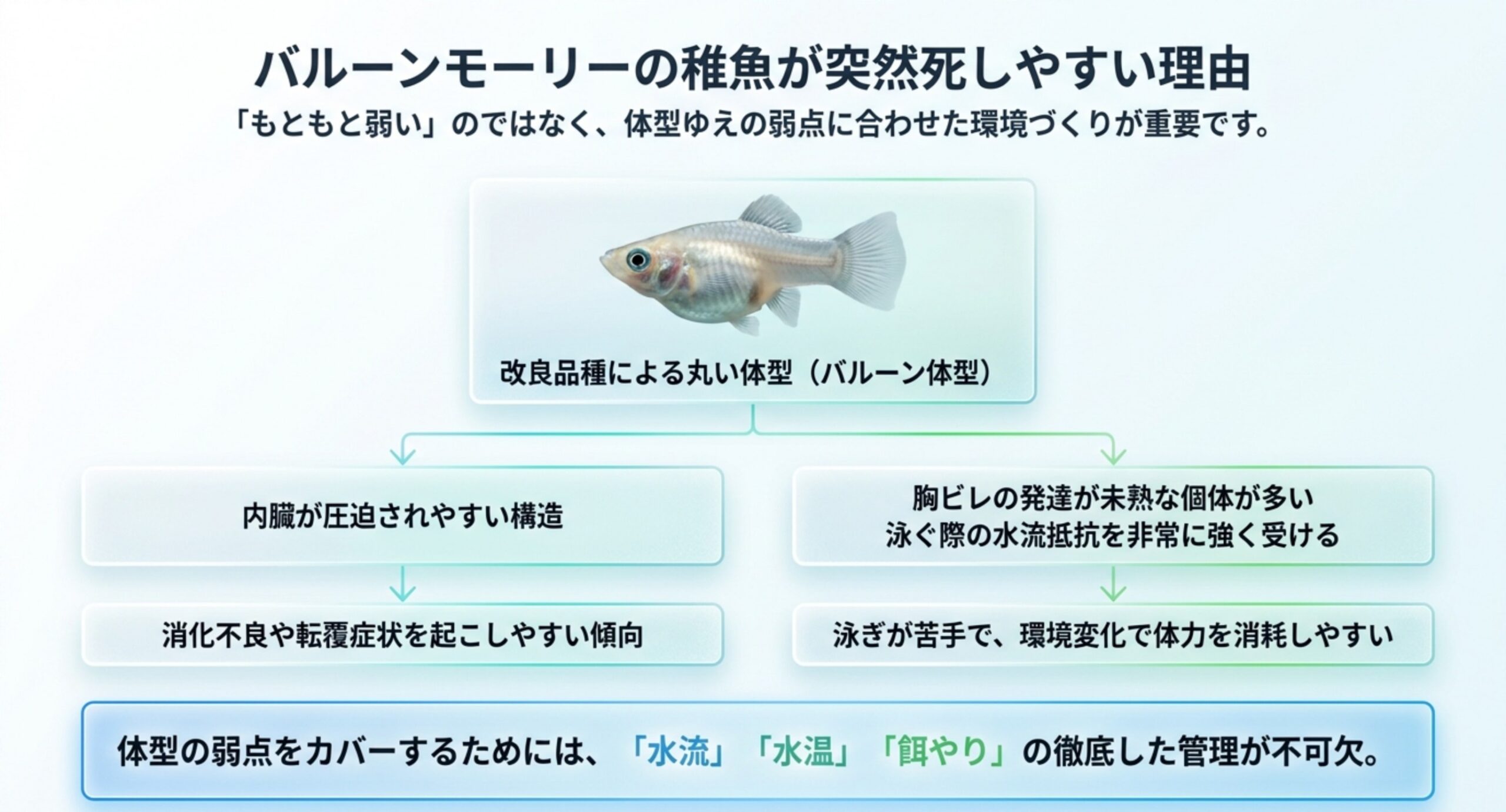 丸いバルーン体型から内臓の圧迫と胸ビレの未発達が生じ、消化不良や泳ぎの苦手さにつながる流れを示した図のスライド