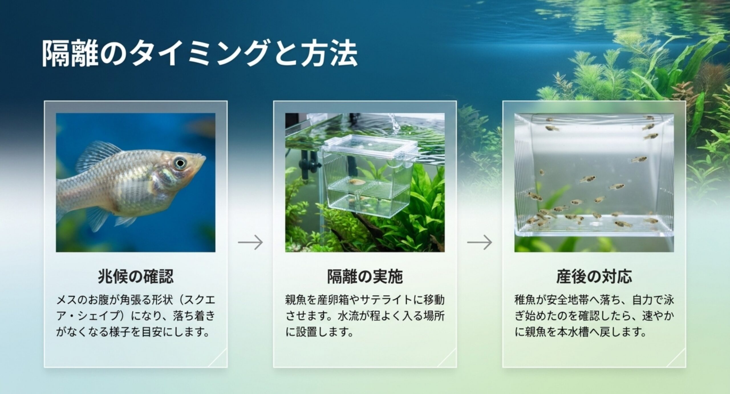 メスのお腹が角張る兆候の確認から、産卵箱やサテライトへの隔離、稚魚が泳ぎ始めたら親魚を戻すまでの流れを3段階で示した図