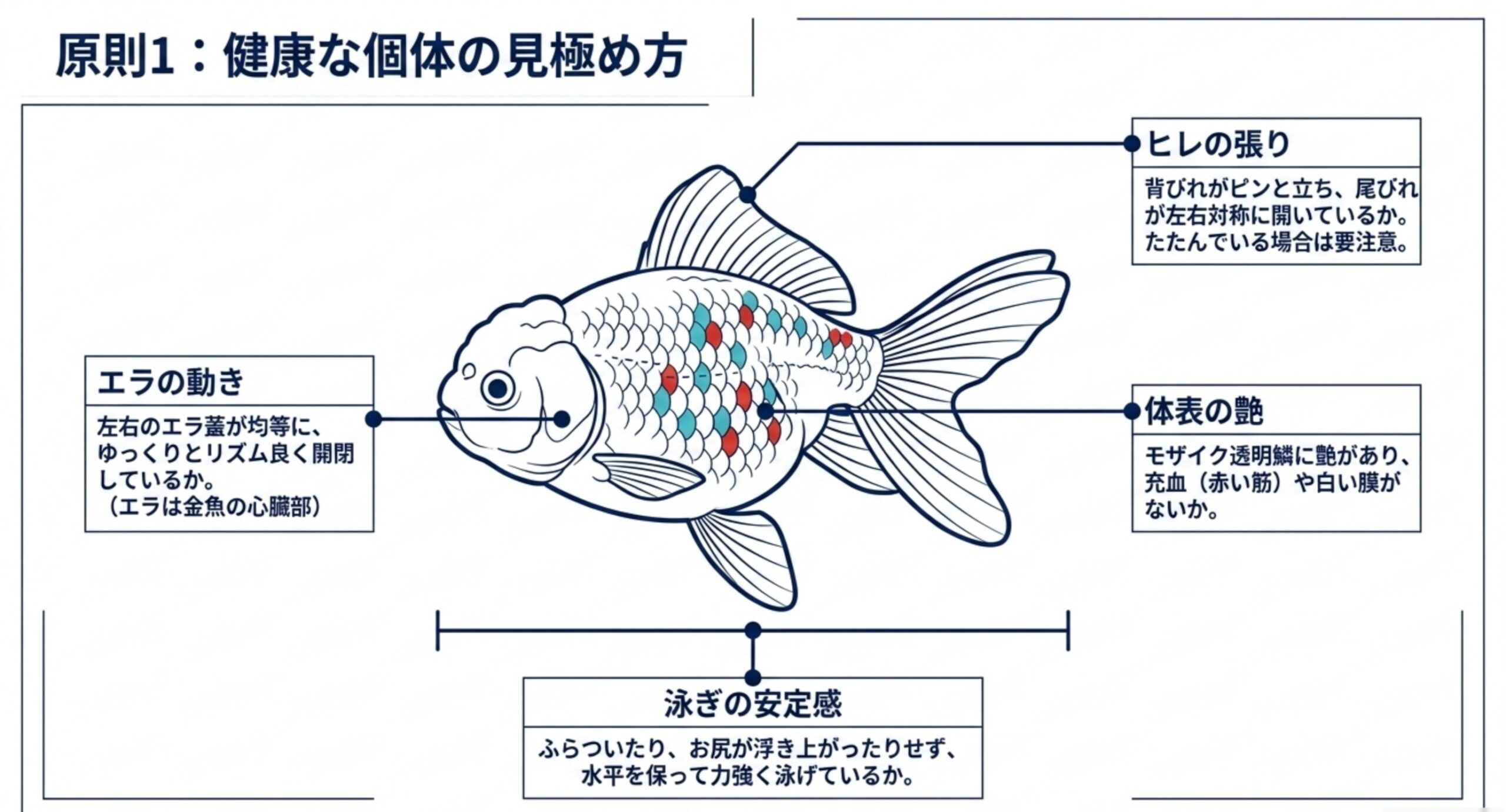 ヒレの張り・エラの動き・体表の艶・泳ぎの安定感という購入時の4つのチェック点を東錦のイラストに注記した図解