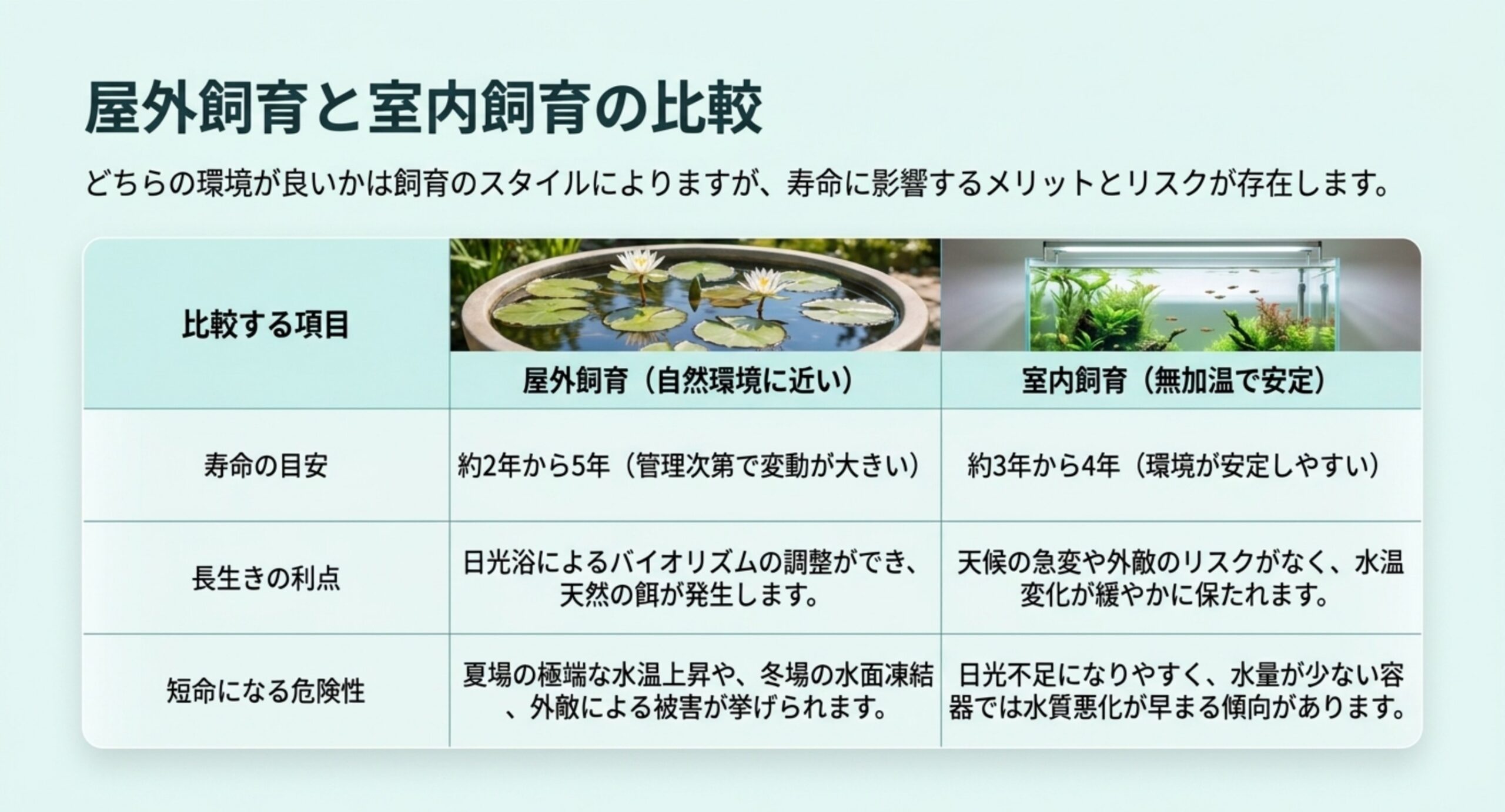 屋外飼育と室内飼育の寿命・利点・危険性の比較 屋外飼育と室内飼育について寿命の目安・長生きの利点・短命になる危険性を対比した比較表のスライド